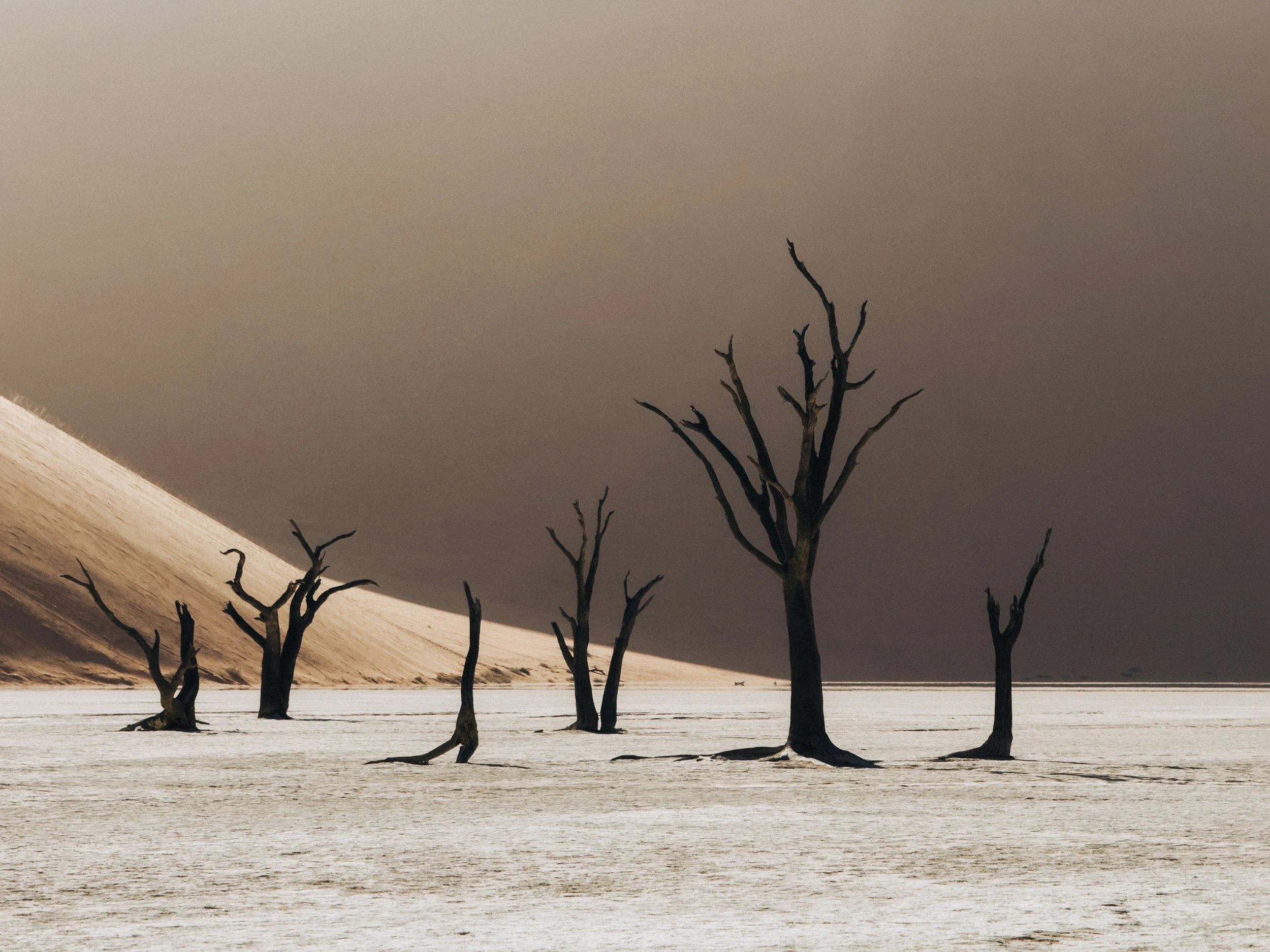 A landscape with a flat, snow-covered ground and several leafless trees with dark, twisted branches under a gray sky with a faint outline of a hill or mountain in the background.