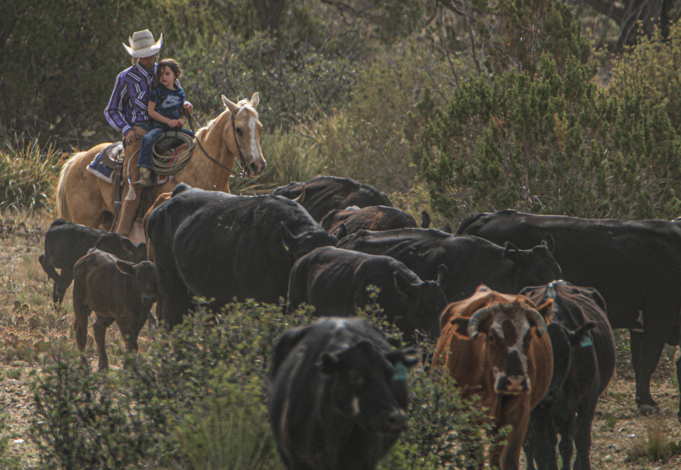 A person riding a horse in a rural landscape with cattle grazing nearby and trees in the background.