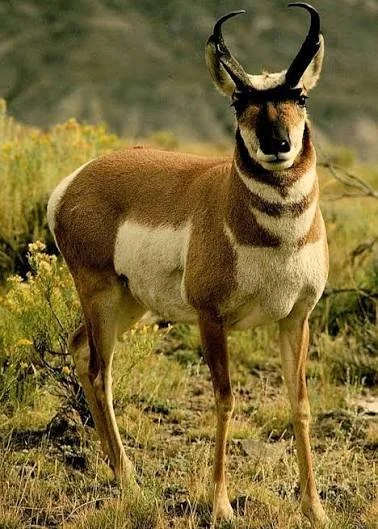 A pronghorn antelope standing in a grassy field with yellow flowers and green hills in the background.
