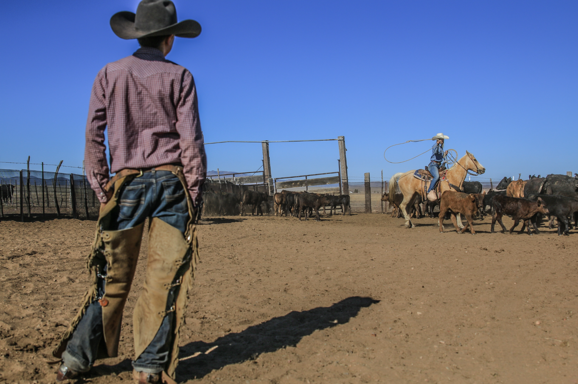 A cowboy watching another cowboy riding a horse who is shearing cattle in a fenced outdoor ranch under a clear blue sky.