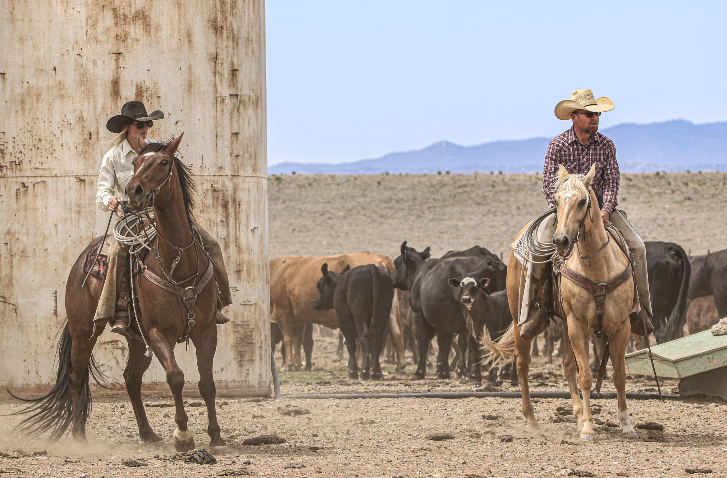 Two cowboys riding horses among cattle in a rural landscape with mountains in the background. One cowboy wears a black hat and sunglasses, the other a large straw hat.