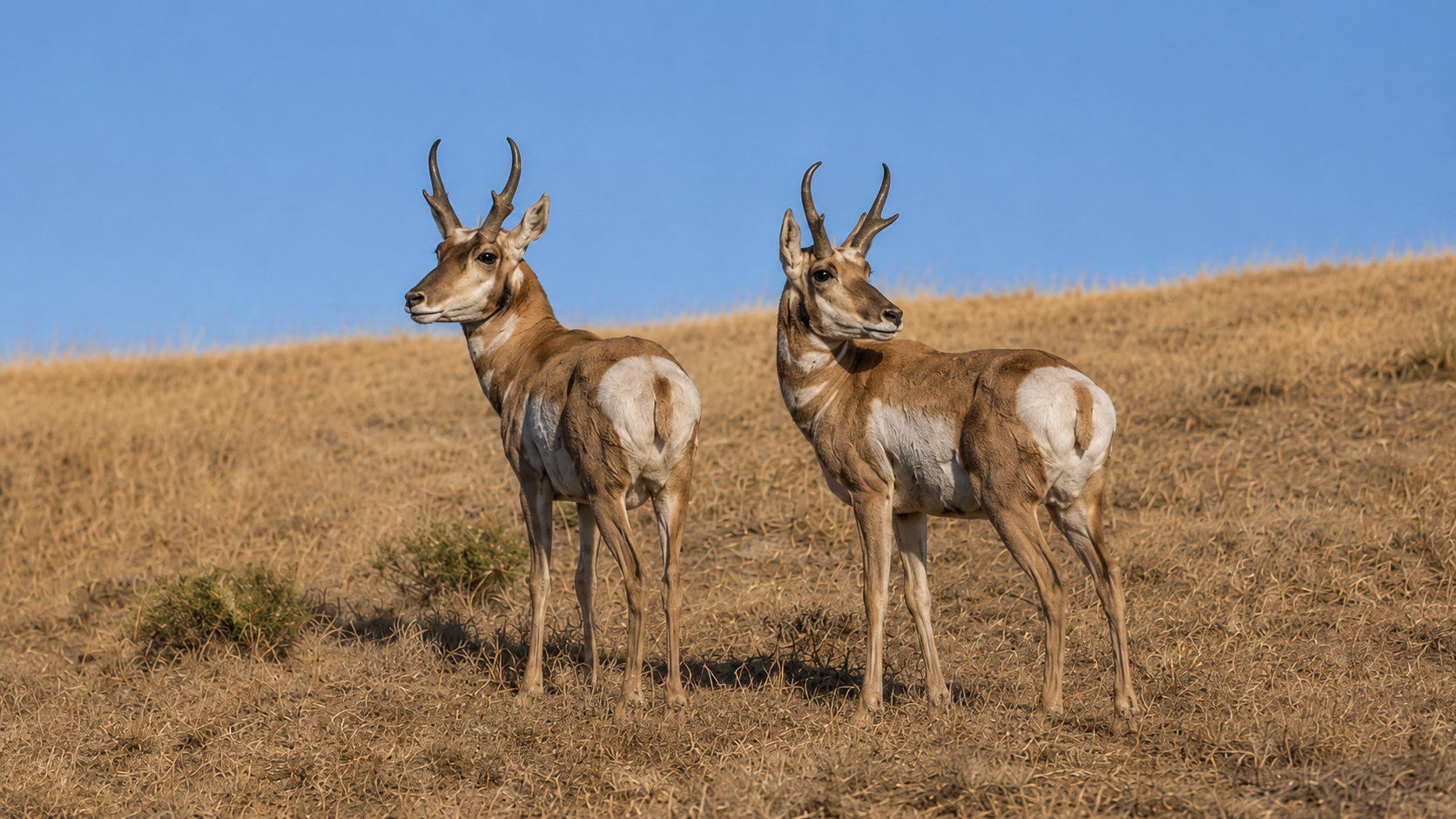 Two young deer standing on dry grass in a field with a blue sky overhead.