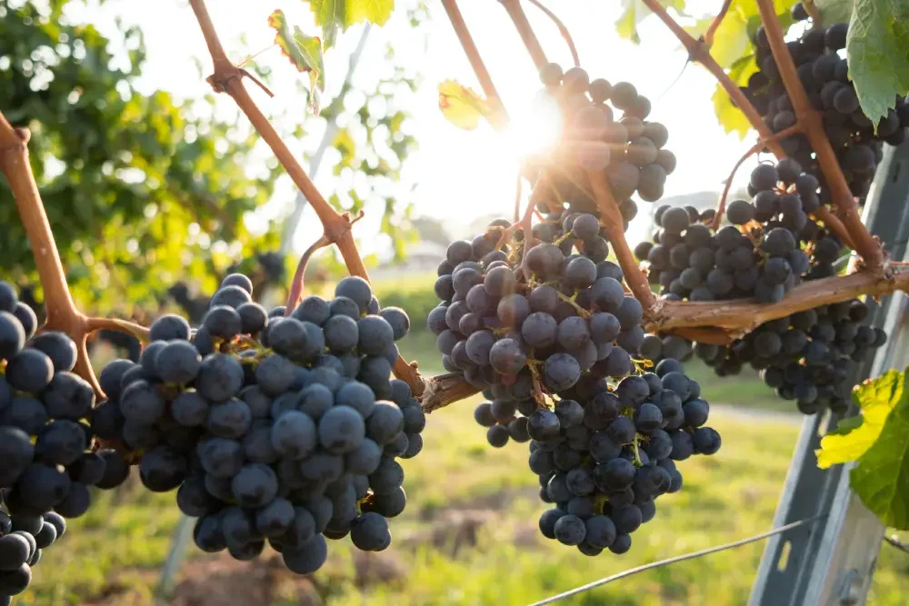 Parable of the Vine-growers