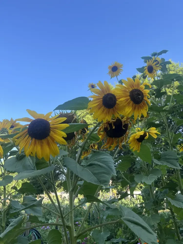 Sunflowers in bloom under a clear blue sky in a garden.