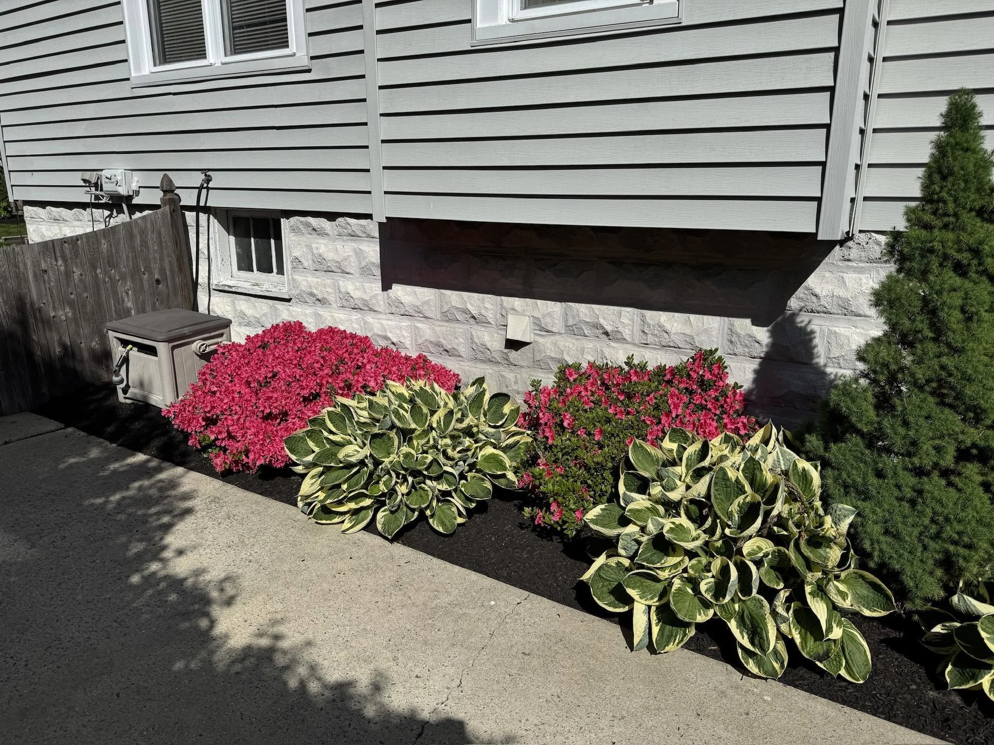 A garden bed with pink flowers and variegated green and white leaves, a wooden fence, a gray house with horizontal siding, a window, and a corner of a concrete sidewalk.