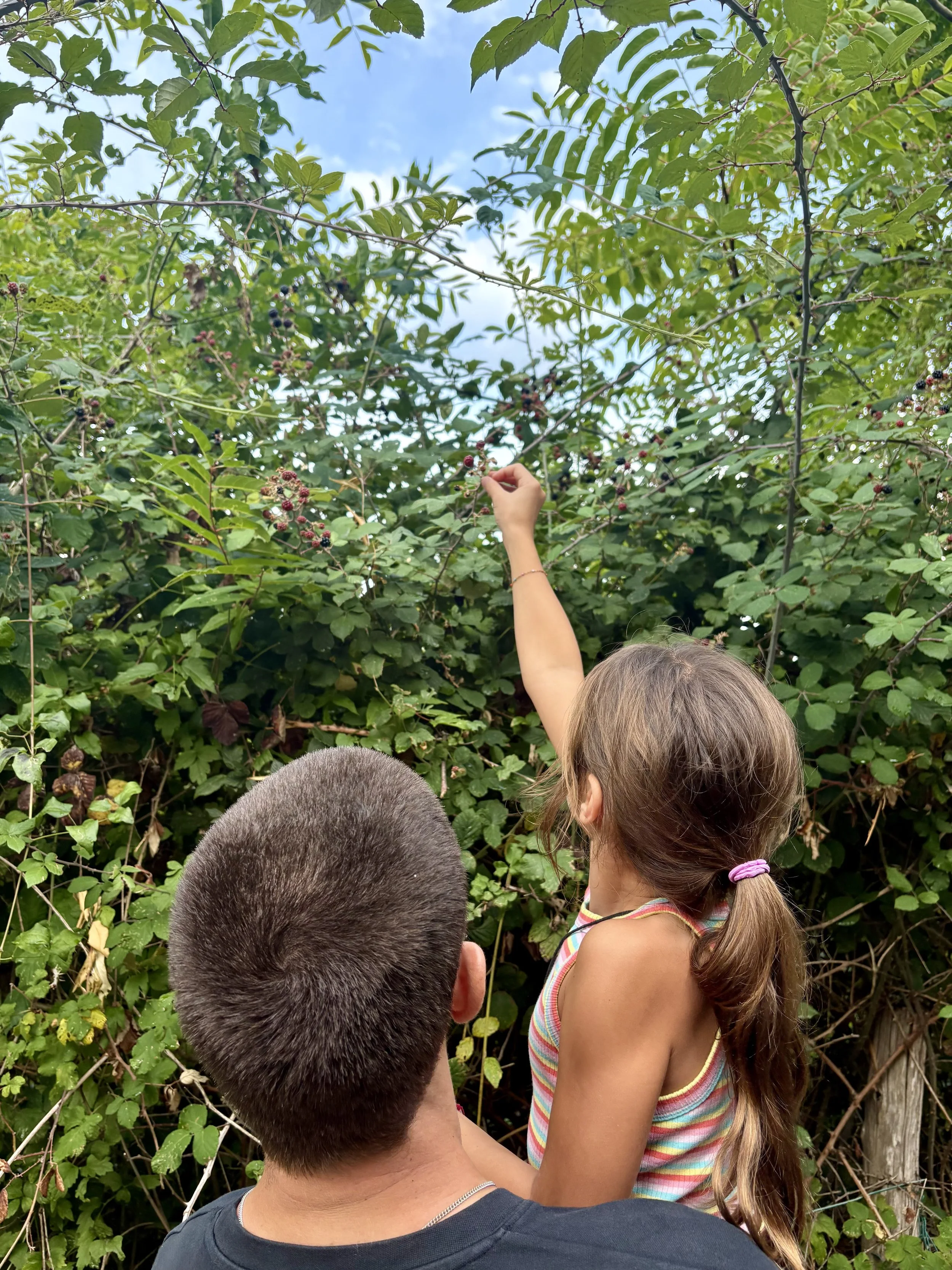 Two children, a boy and a girl, observing blackberries on a shrub with a man, likely their father, in a garden or backyard. The girl is wearing a striped tank top and has her hair in a ponytail, and the boy has short hair and is wearing a dark shirt. The man is holding the girl and their attention is directed toward the blackberries and greenery.