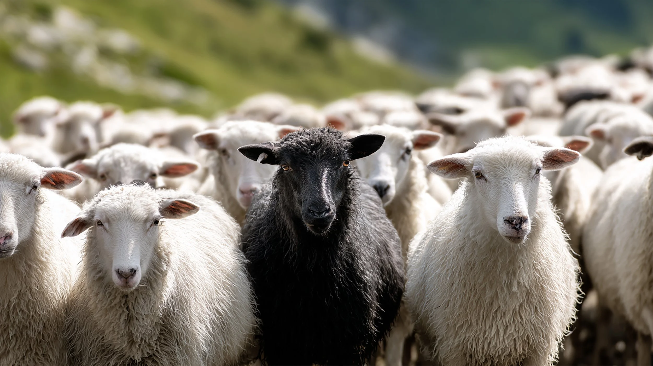 black sheep belonging standing out disrupt the status quo