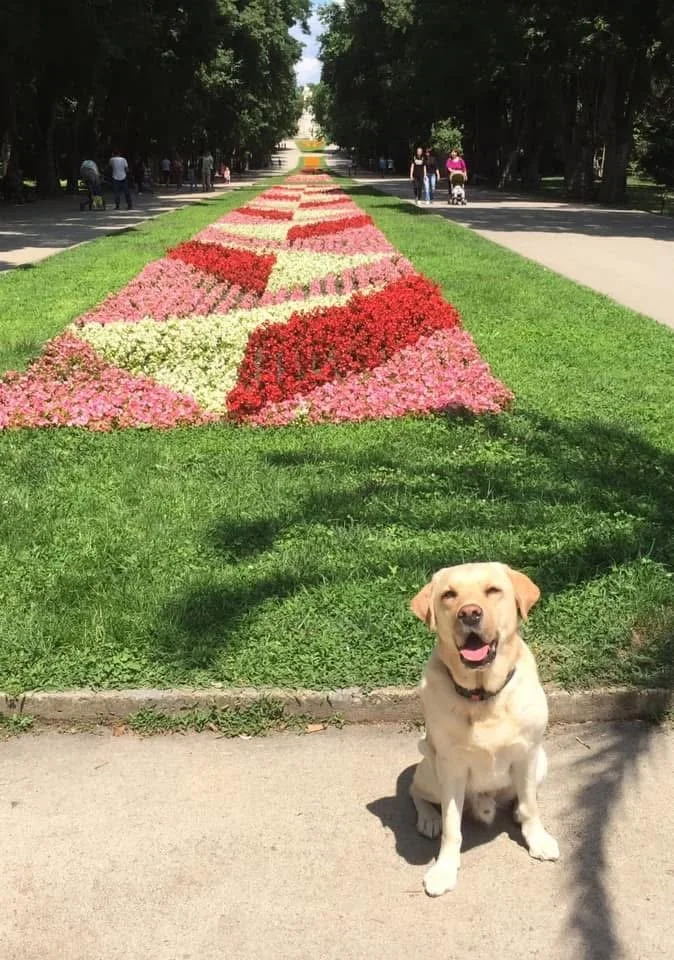 A happy yellow labrador dog is sitting on a sidewalk in front of a colorful flower bed in a park, with trees lining the walkway and people walking in the background.