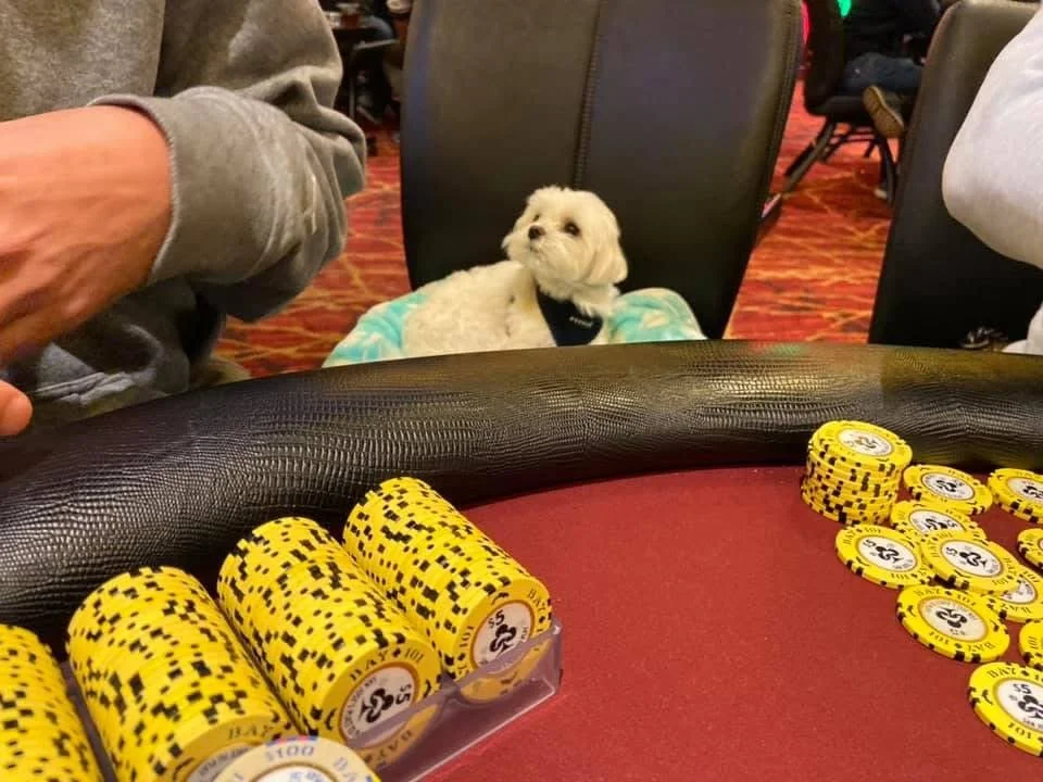 A poker game setup with yellow poker chips on a red table, a small white fluffy dog resting on a blanket behind the table, and a person's arm in a gray hoodie visible on the left side of the image.
