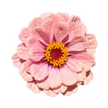 Close-up of a pink flower with yellow and red center