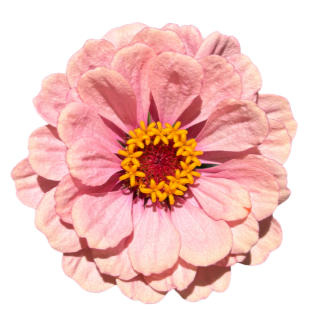 Pink flower with layered petals and a yellow and red center.