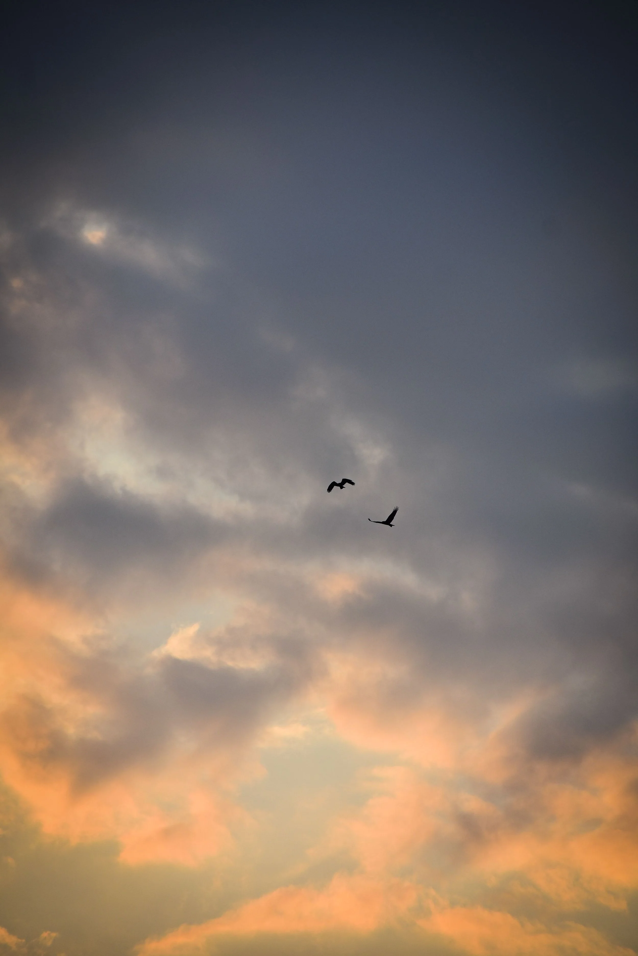 A sky filled with clouds during sunset or sunrise, with two birds flying in the distance.
