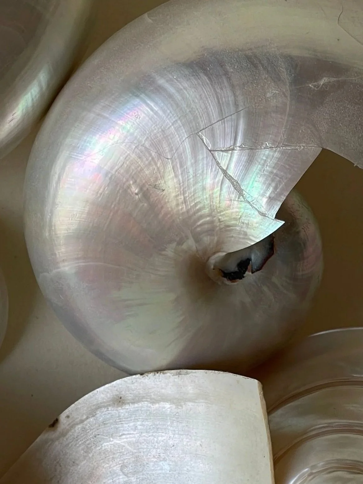 Close-up of a polished seashell with iridescent colors and a crack, placed among other similar shells.