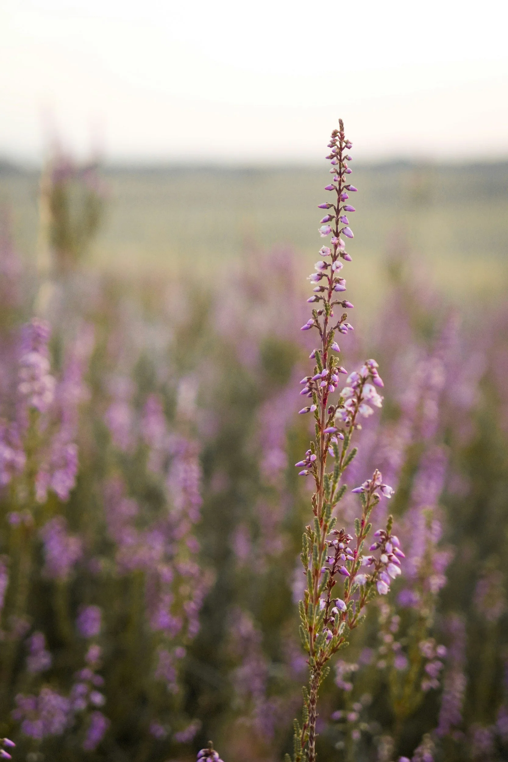 Purple wildflowers growing in a field with a soft blurred background.