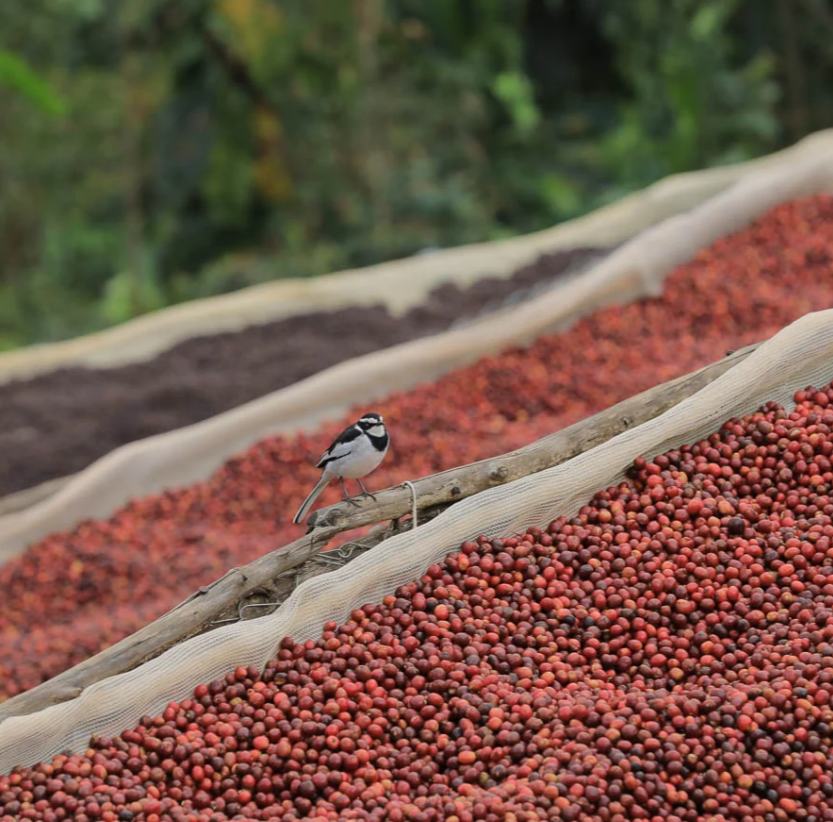 burundi.png