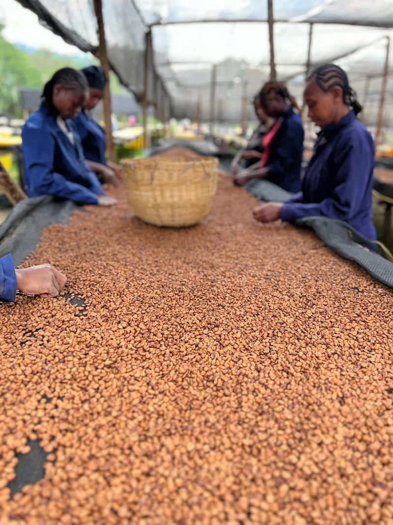 Sourcing-Ethiopia-Yirgacheffe-Aricha-Adorsi-BlackHoney-2024-01-09-05_800x.webp