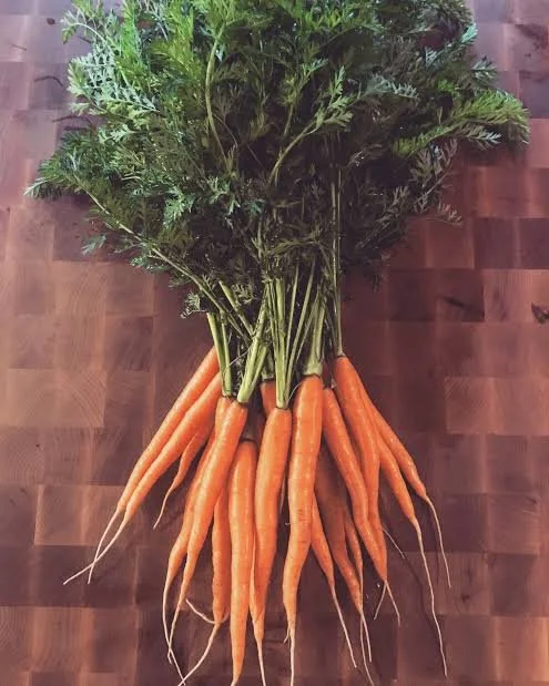 A bunch of fresh carrots with green tops still attached, laid on a wooden surface.