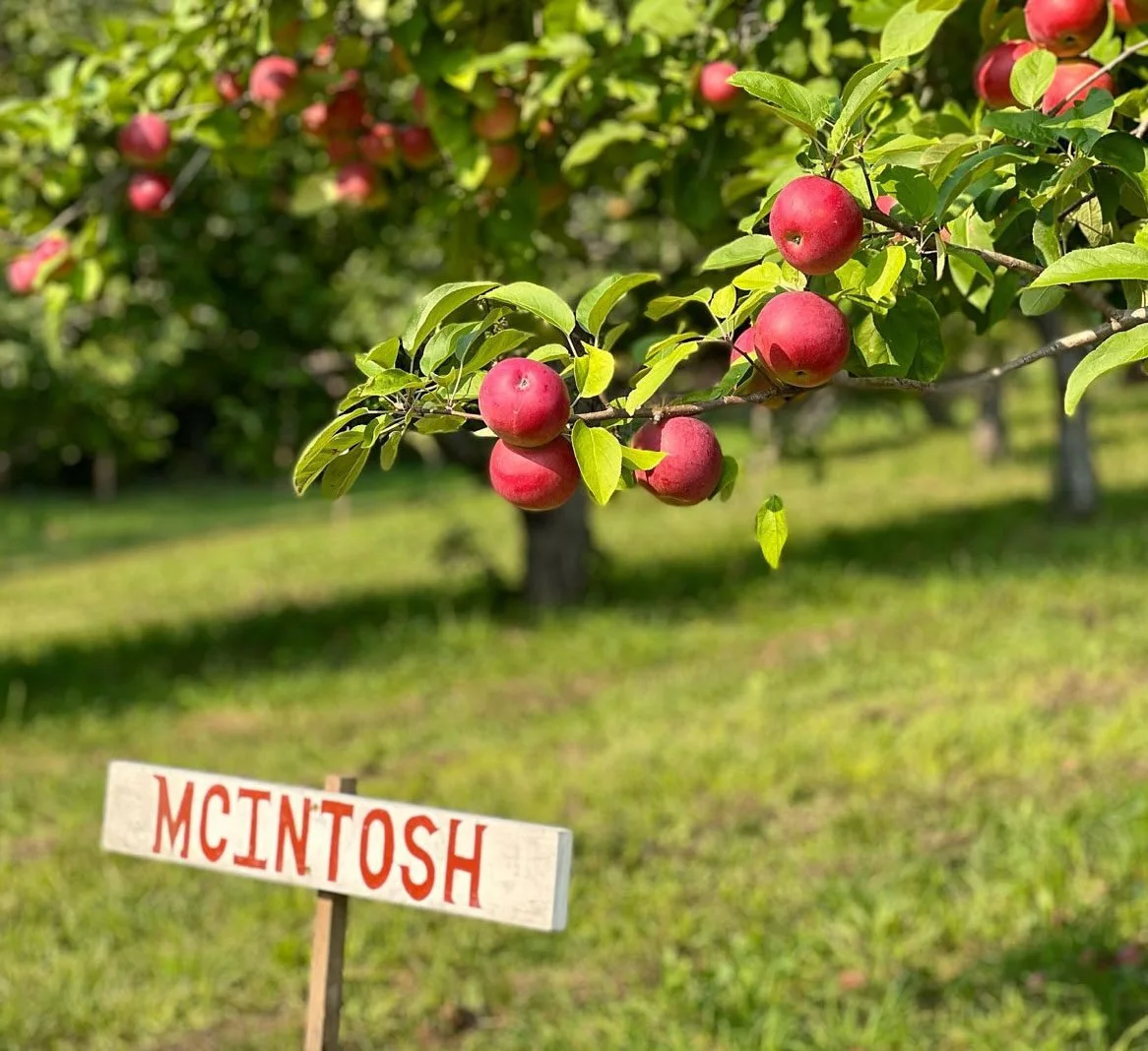 Red apples growing on a branch in an apple orchard with a sign that says "McIntosh" in the foreground.