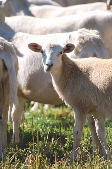 KATAHDIN LAMB