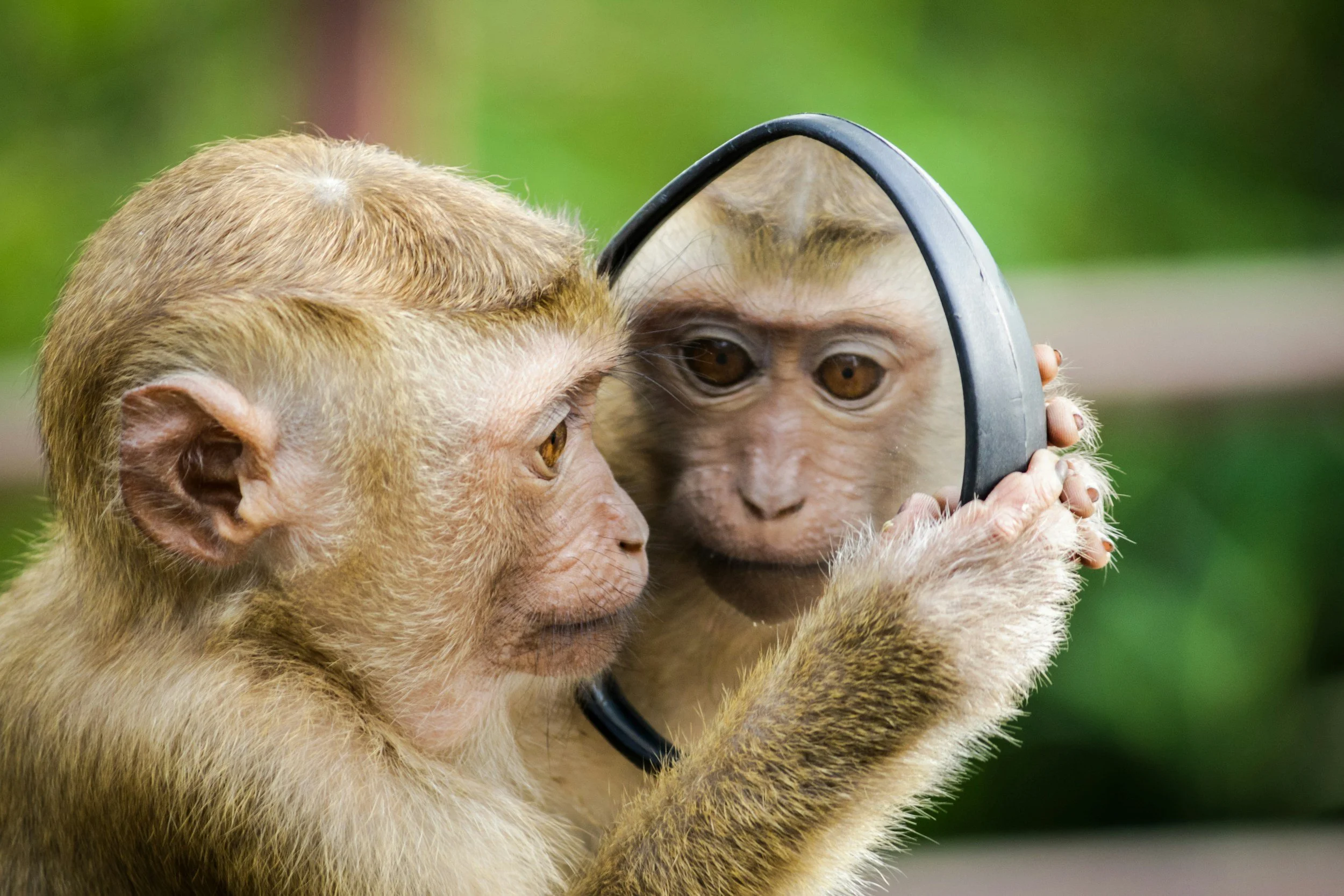 a monkey using two hands to hold up a mirror up to look at itself in a blurred background of greenery in nature