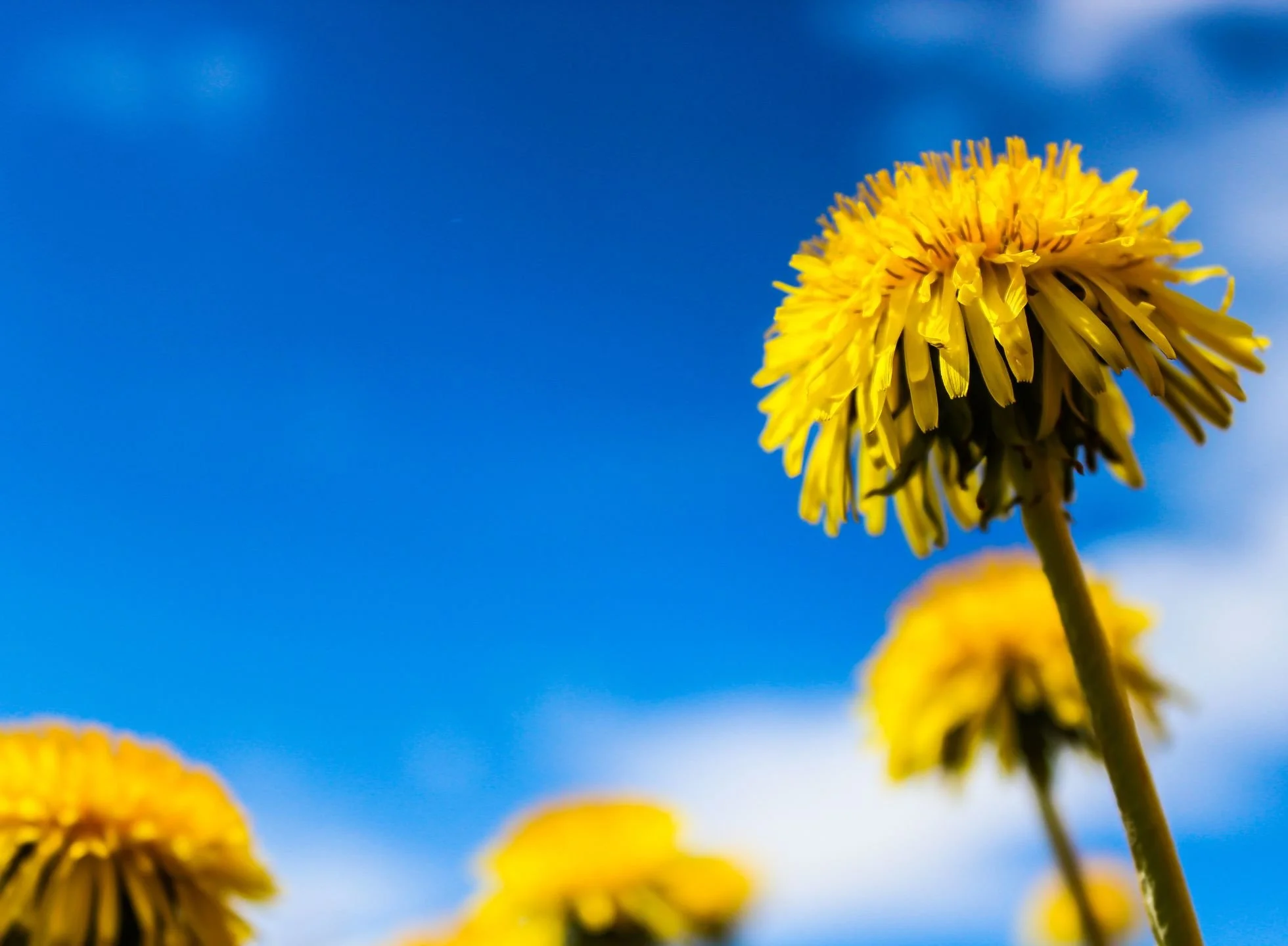 Yellow dandelion flowers against a bright blue sky with clouds.