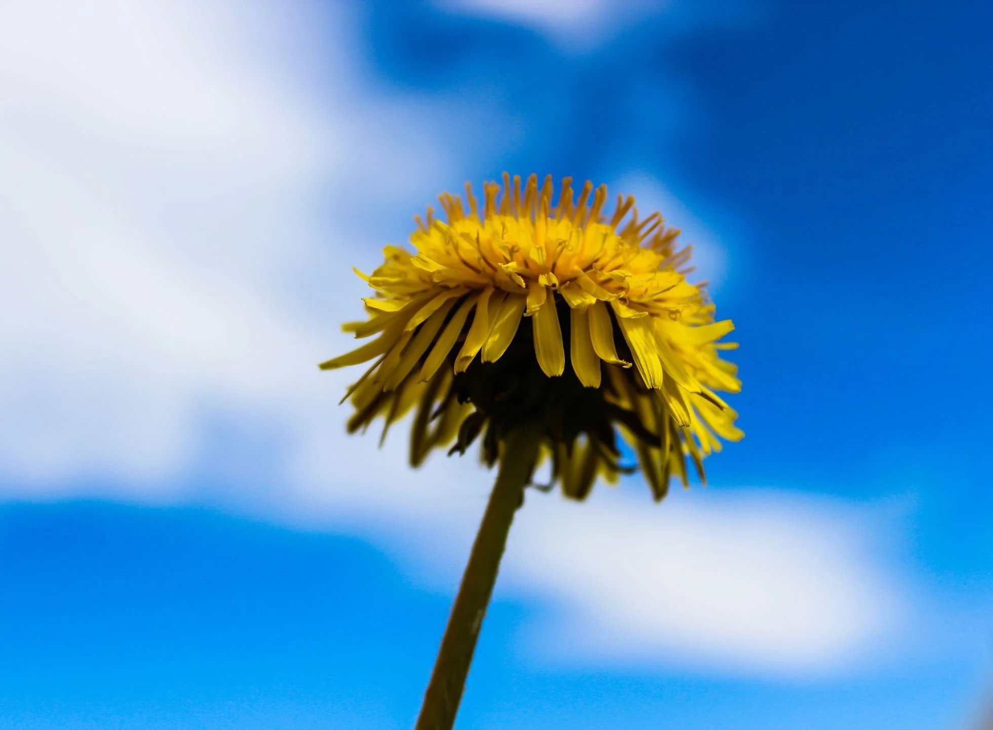 Yellow dandelion against blue sky with white clouds.