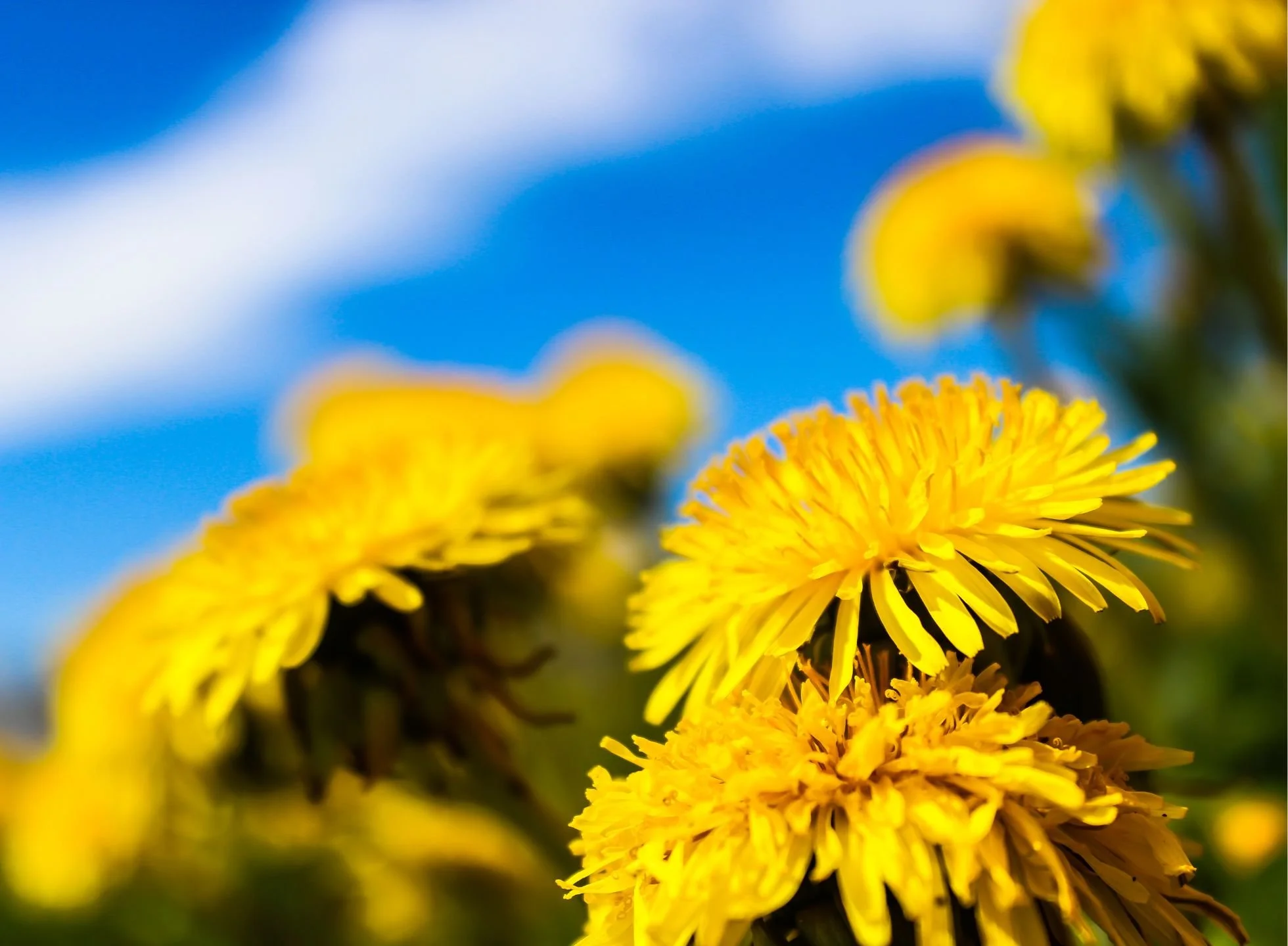 A group of yellow dandelion flowers against a bright blue sky with clouds.
