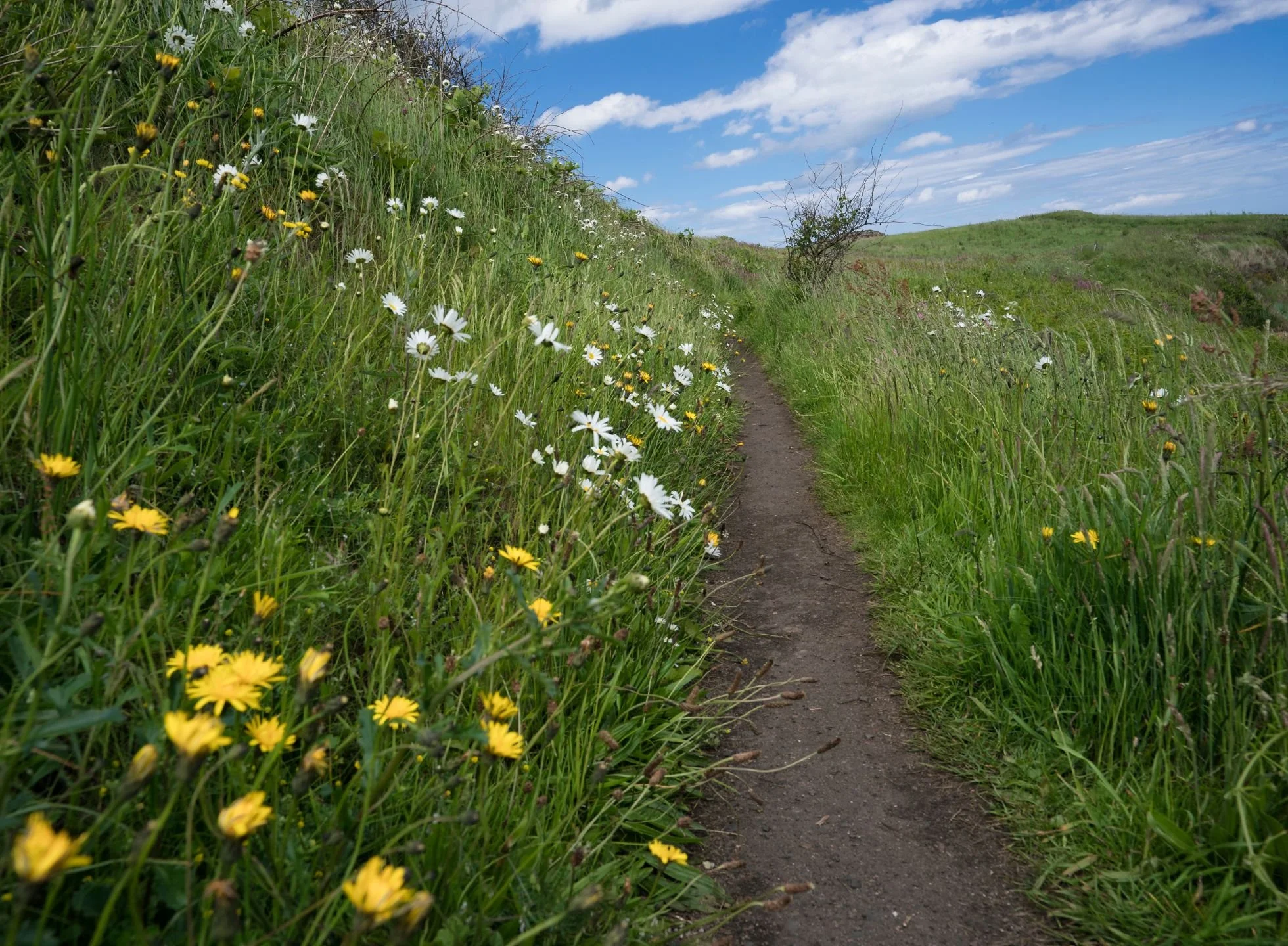 A well-trodden dirt path runs next to a hill side covered in grasses, dandelions, and daisies. There is a blue sky with clouds in the background.