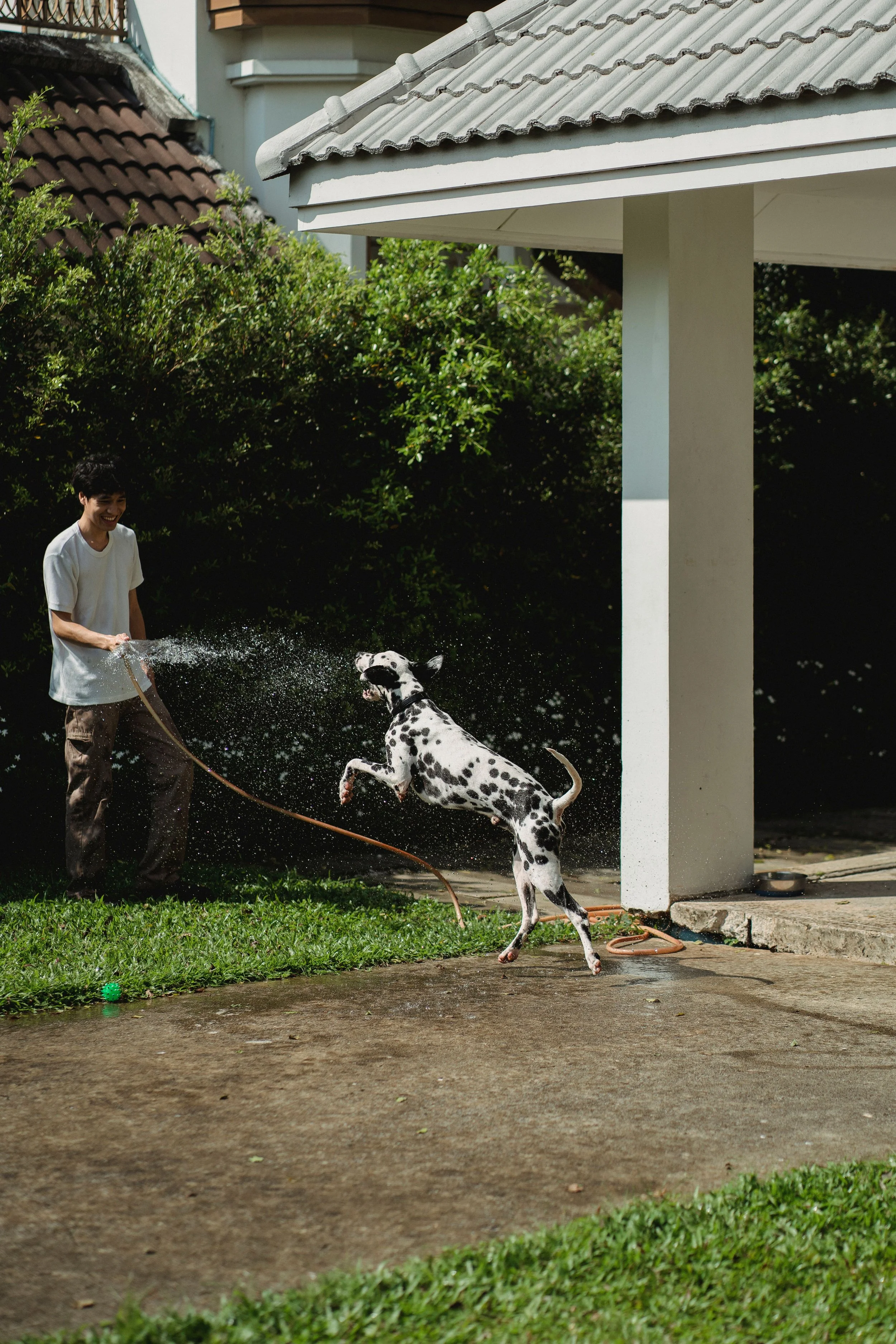 A young man playing with a Dalmatian dog outdoors under a covered patio, with trees and a white building in the background. The man is splashing water at the dog, which is jumping to catch the water, and a green ball is on the wet ground.