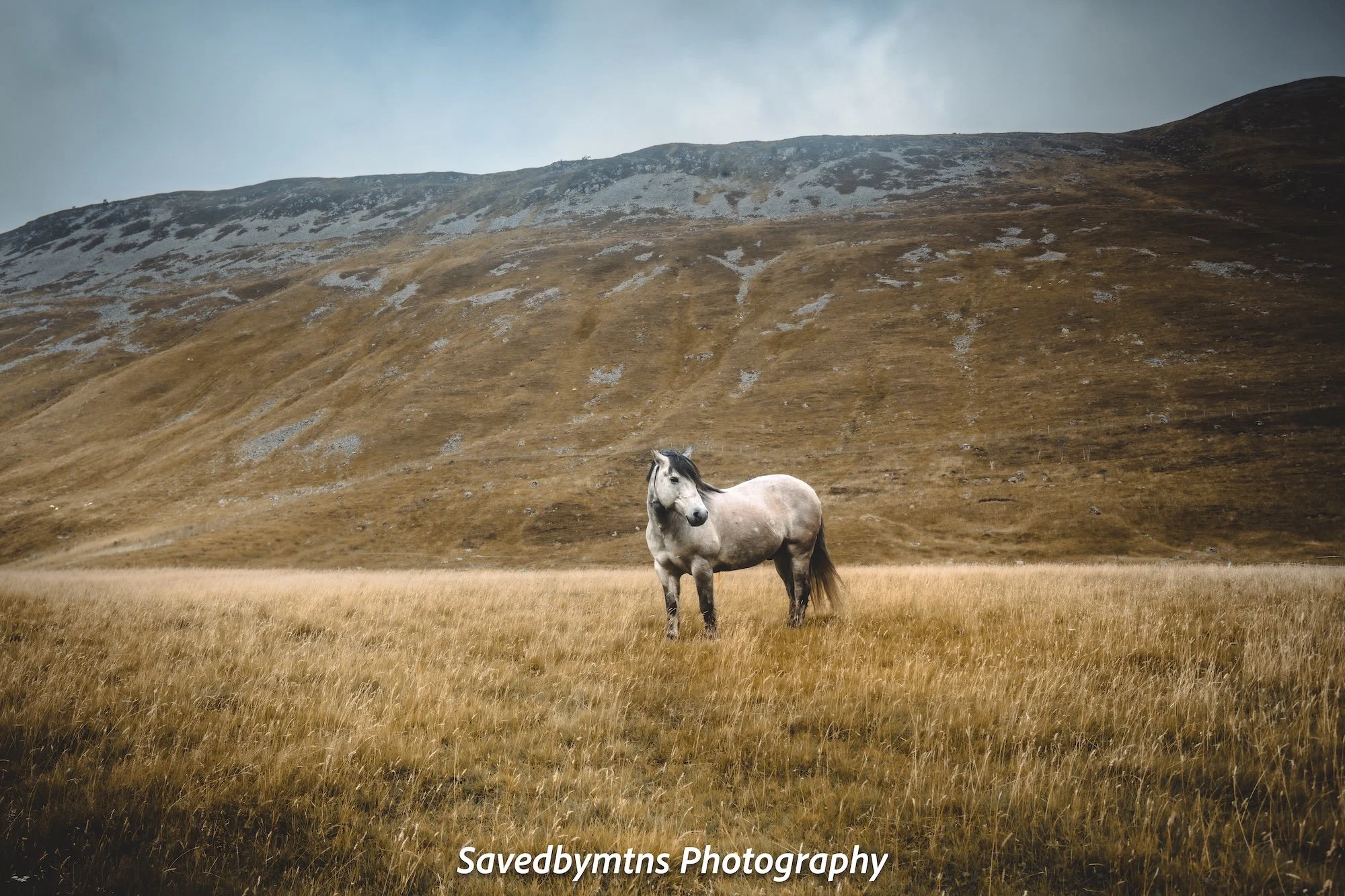 MAJESTIC, SCOTLAND