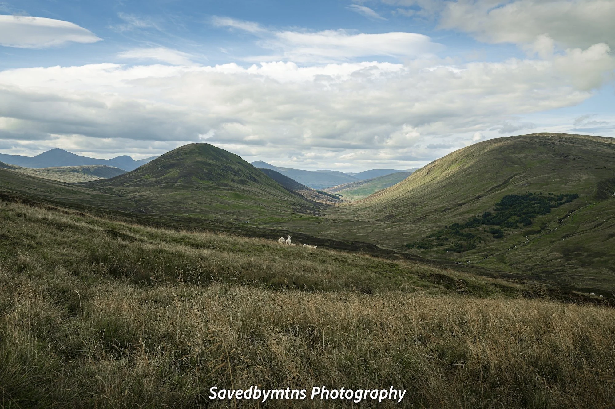 SHEEP ARE PLENTY, SCOTLAND