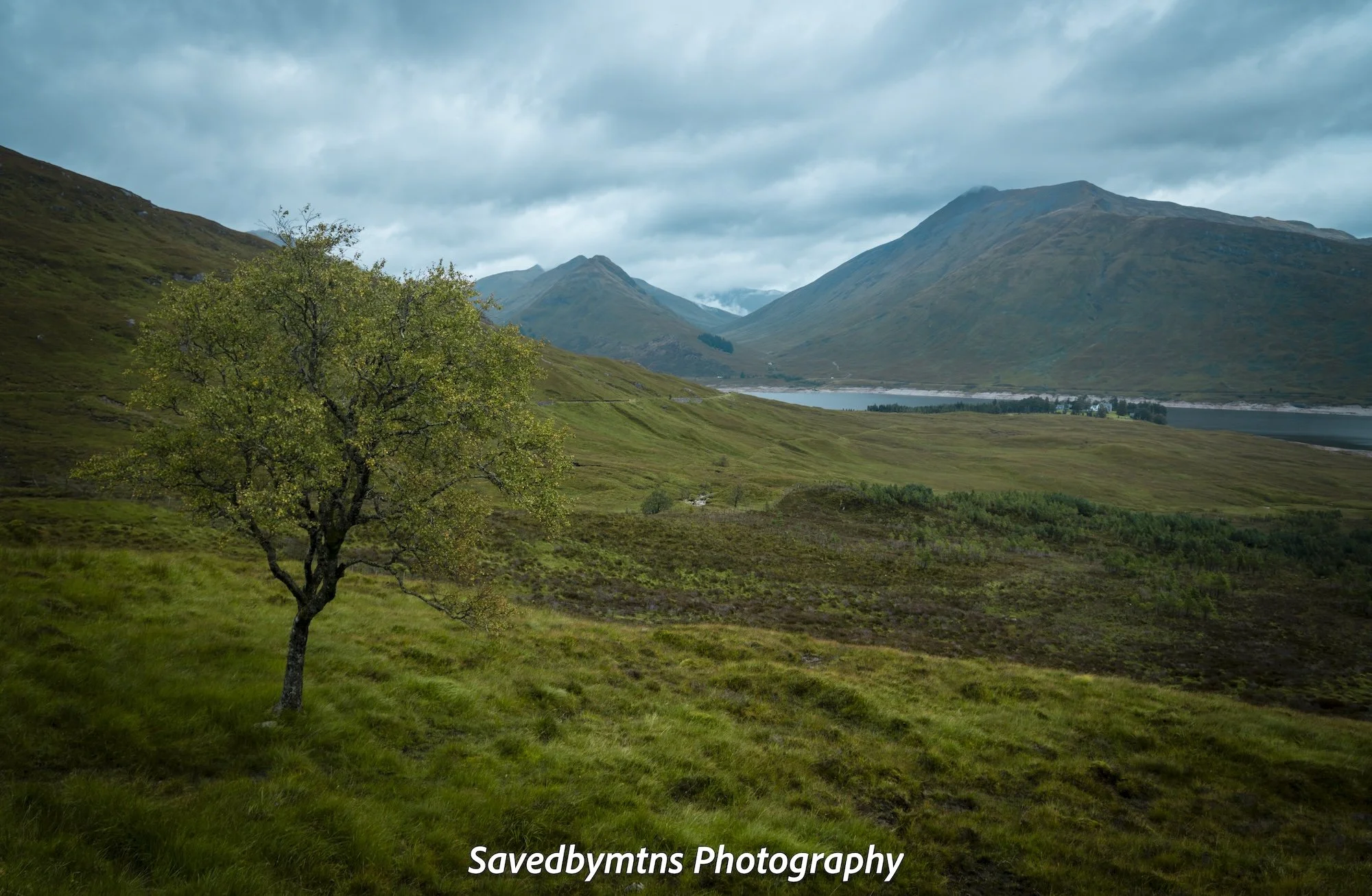 TREES ARE FEW, SCOTLAND