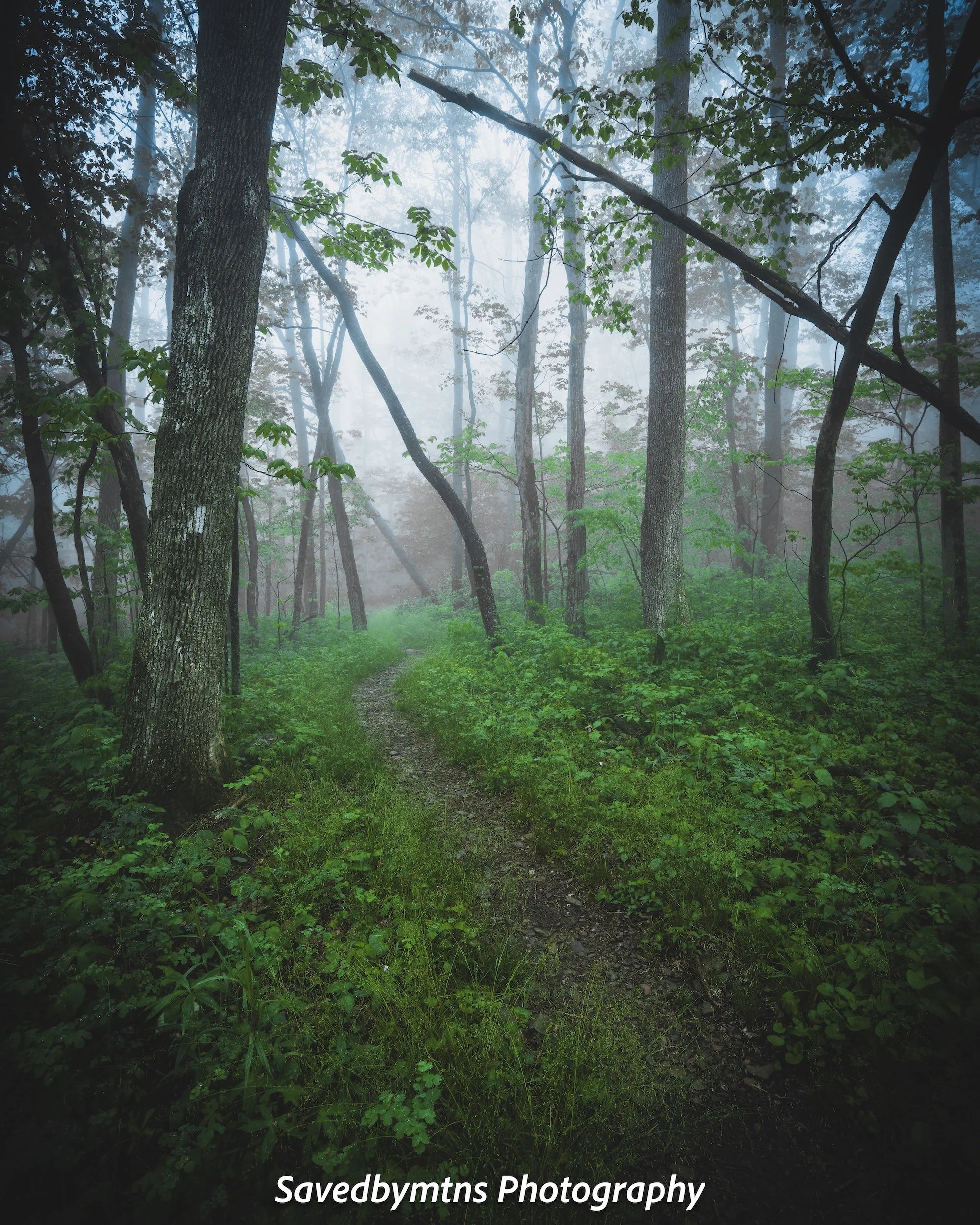 THE GREEN TUNNEL, GEORGIA