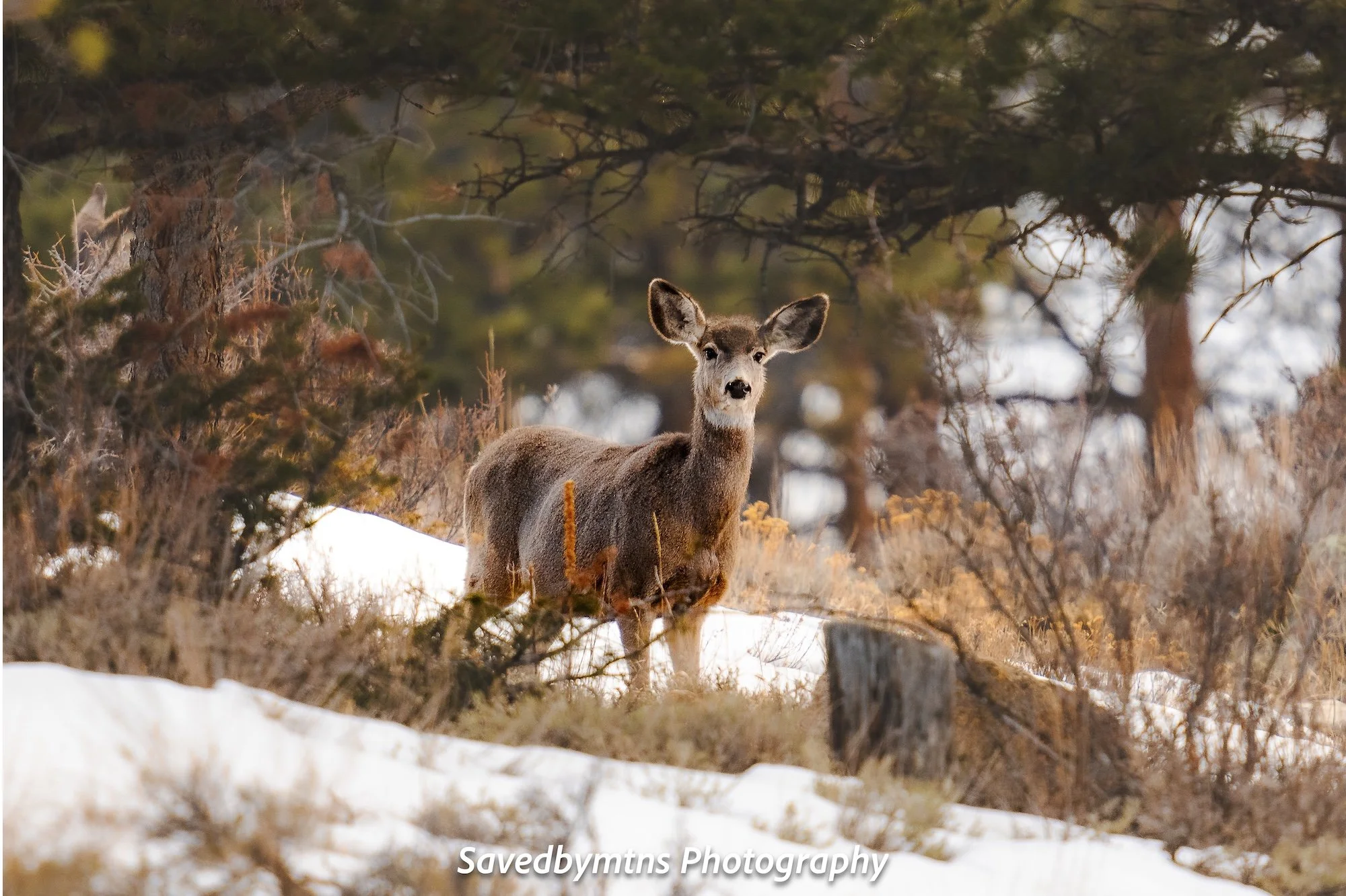 BRAVING WINTER, COLORADO