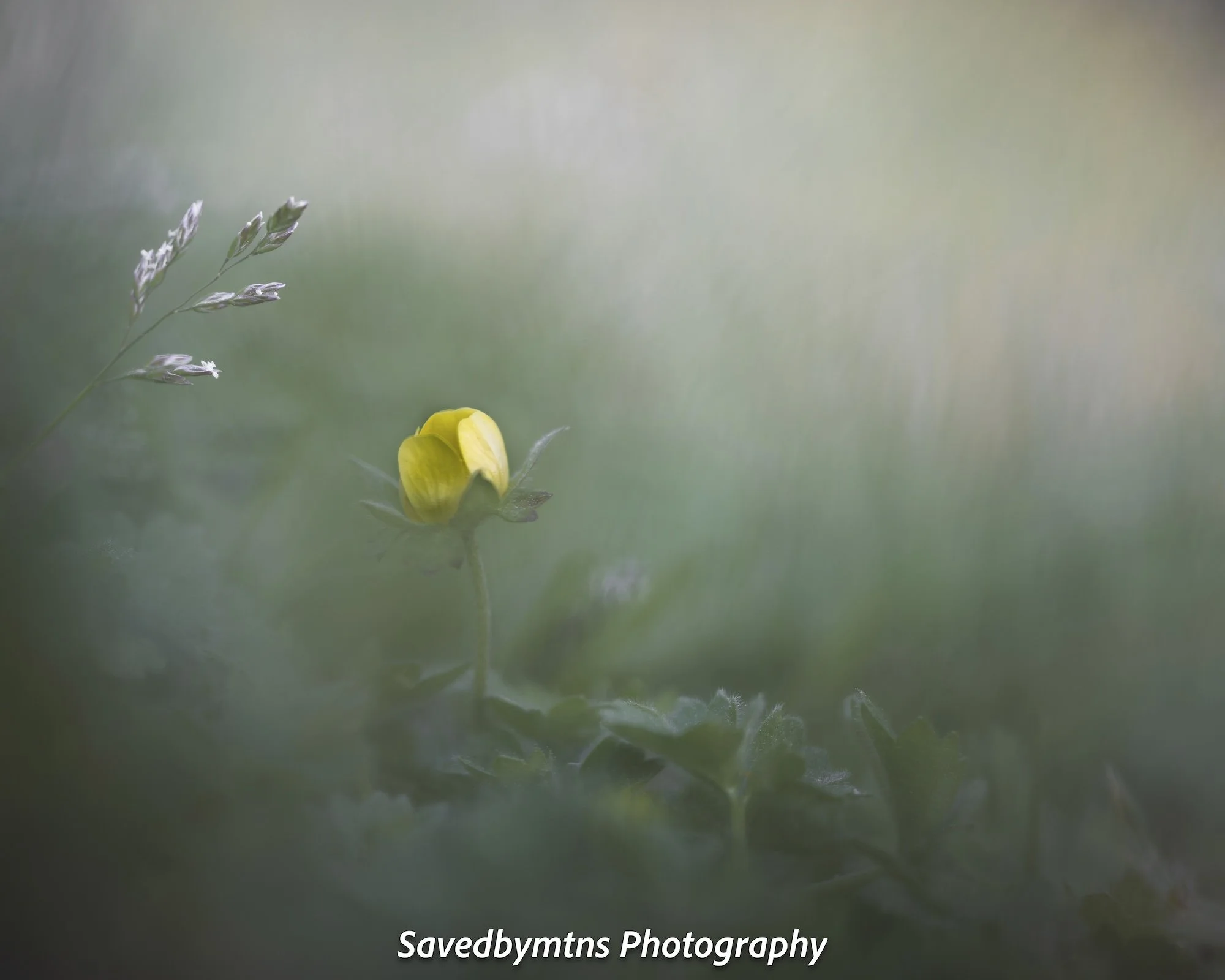 TREAD SOFTLY, GEORGIA
