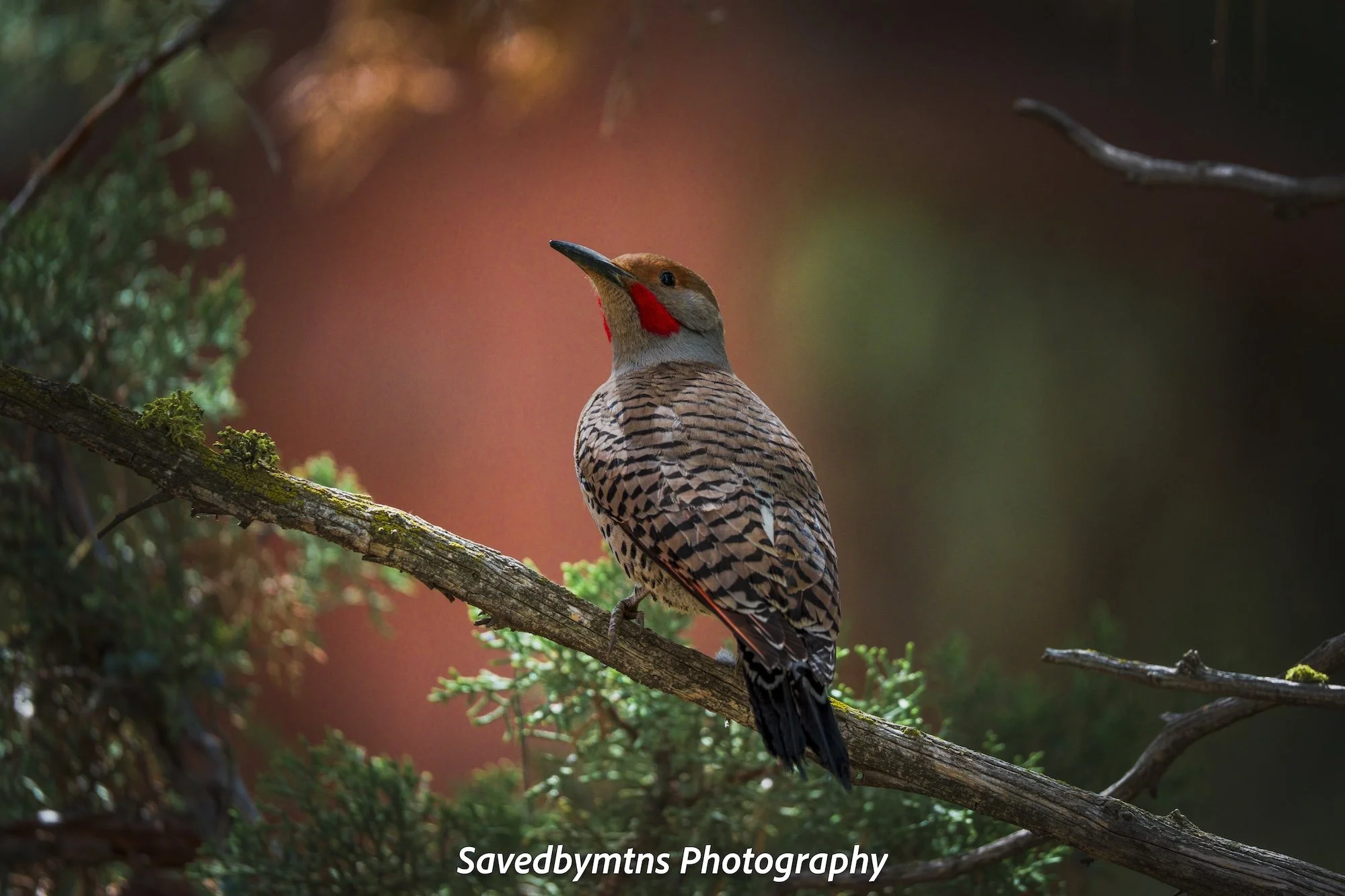NORTHERN FLICKER, OREGON
