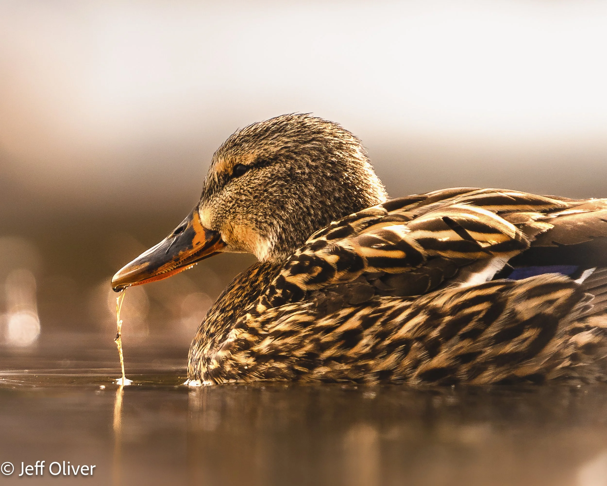 ON GOLDEN POND.jpg