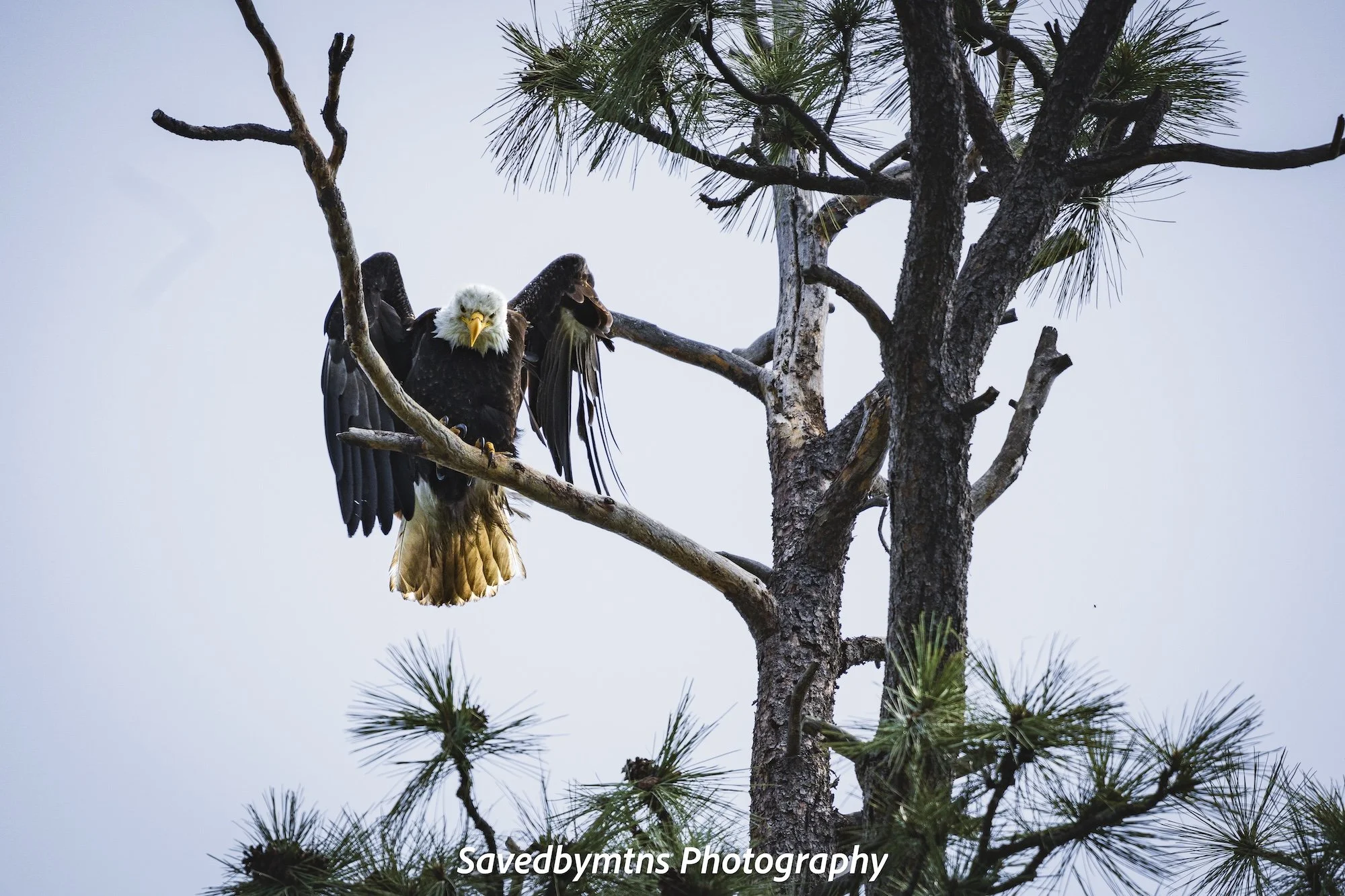 BALD EAGLE, OREGON