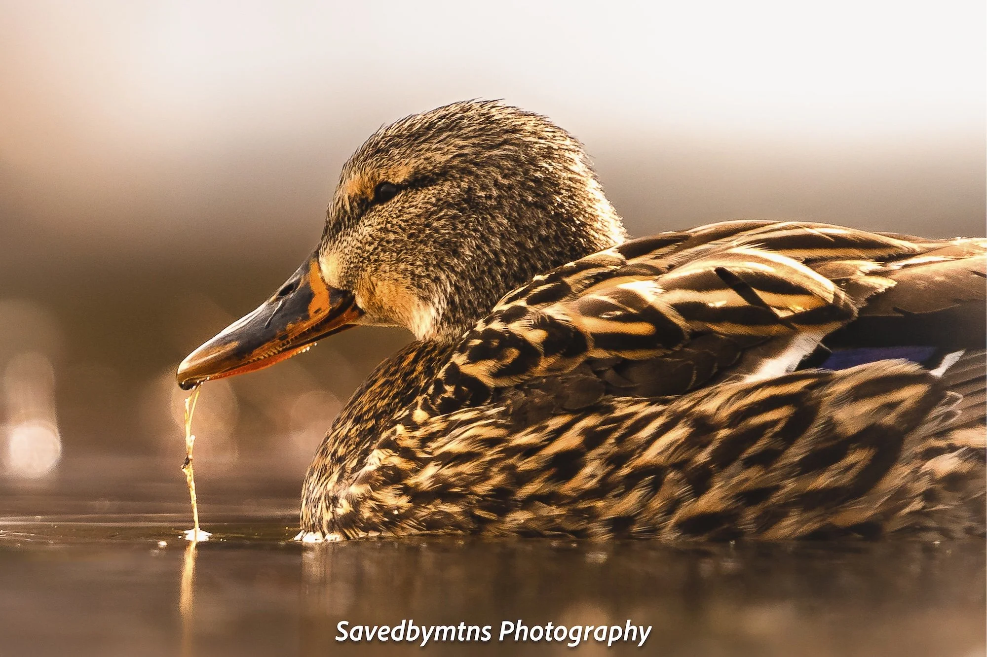 ON GOLDEN POND, COLORADO