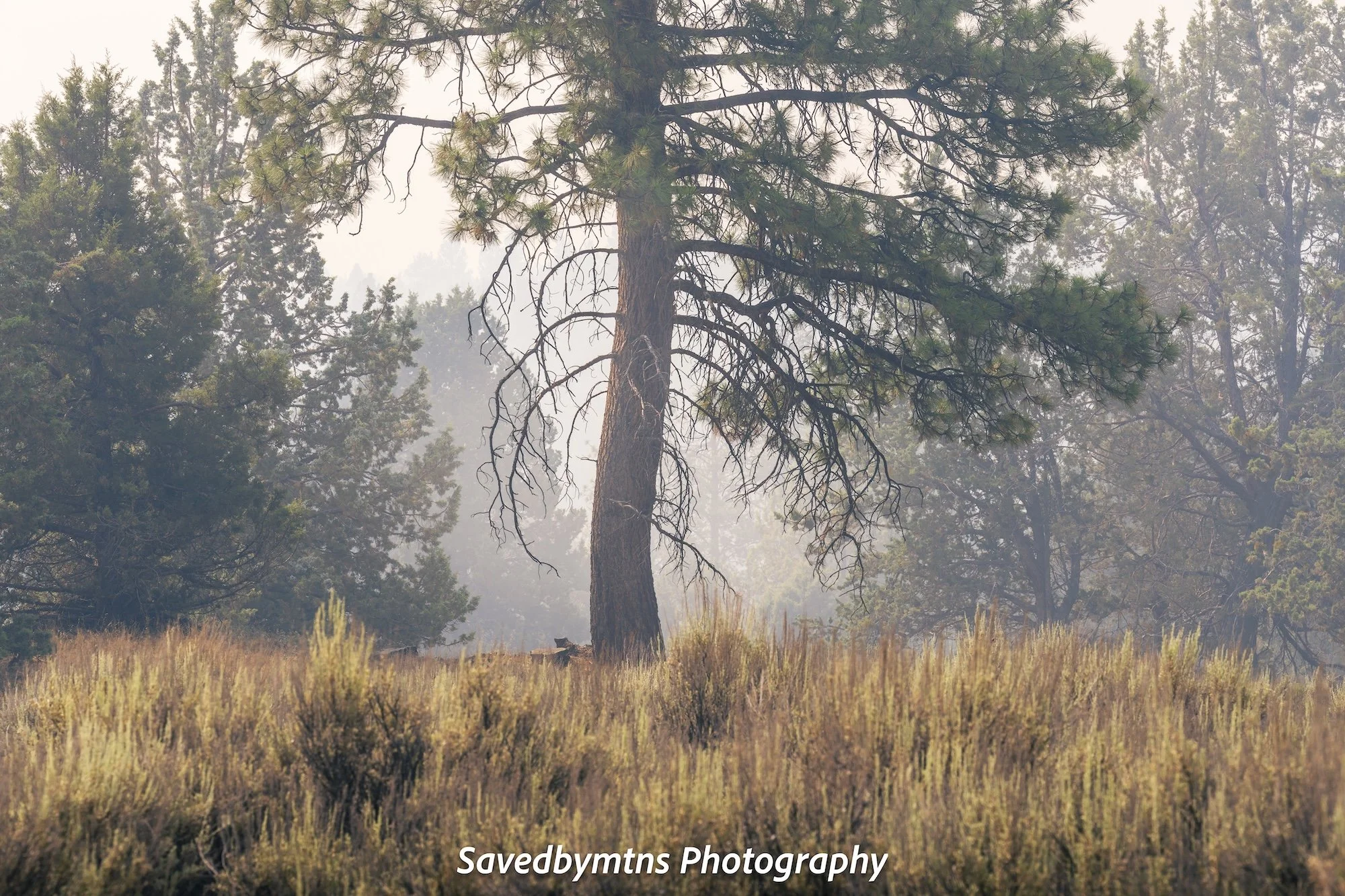 BATTLING FIRES, OREGON
