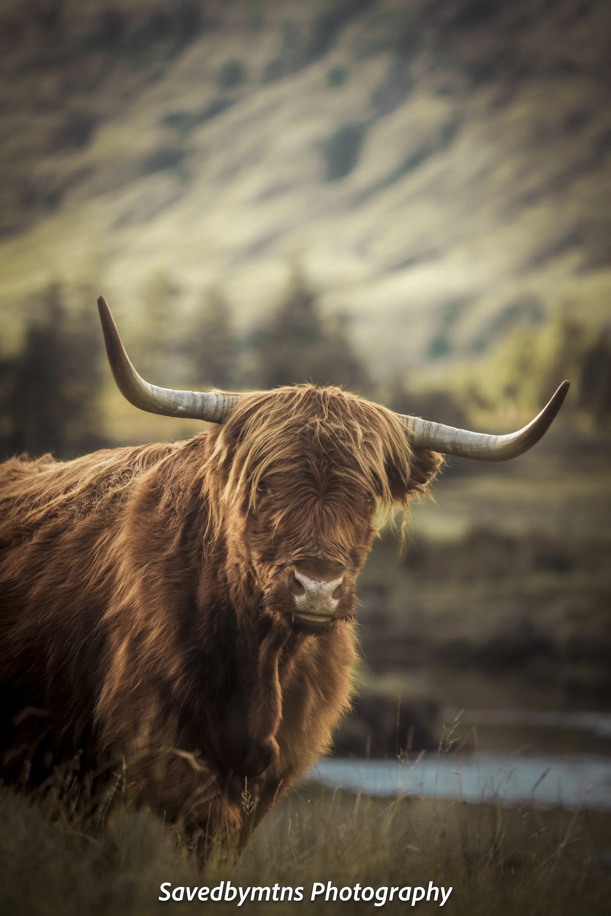 HIGHLAND COO, SCOTLAND