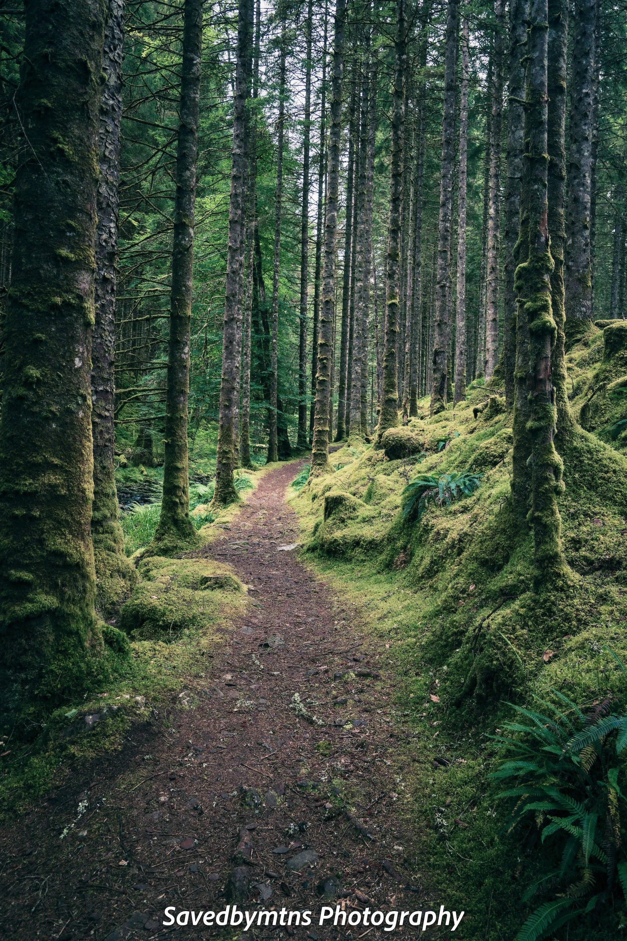 MOSSY TRAIL, SCOTLAND