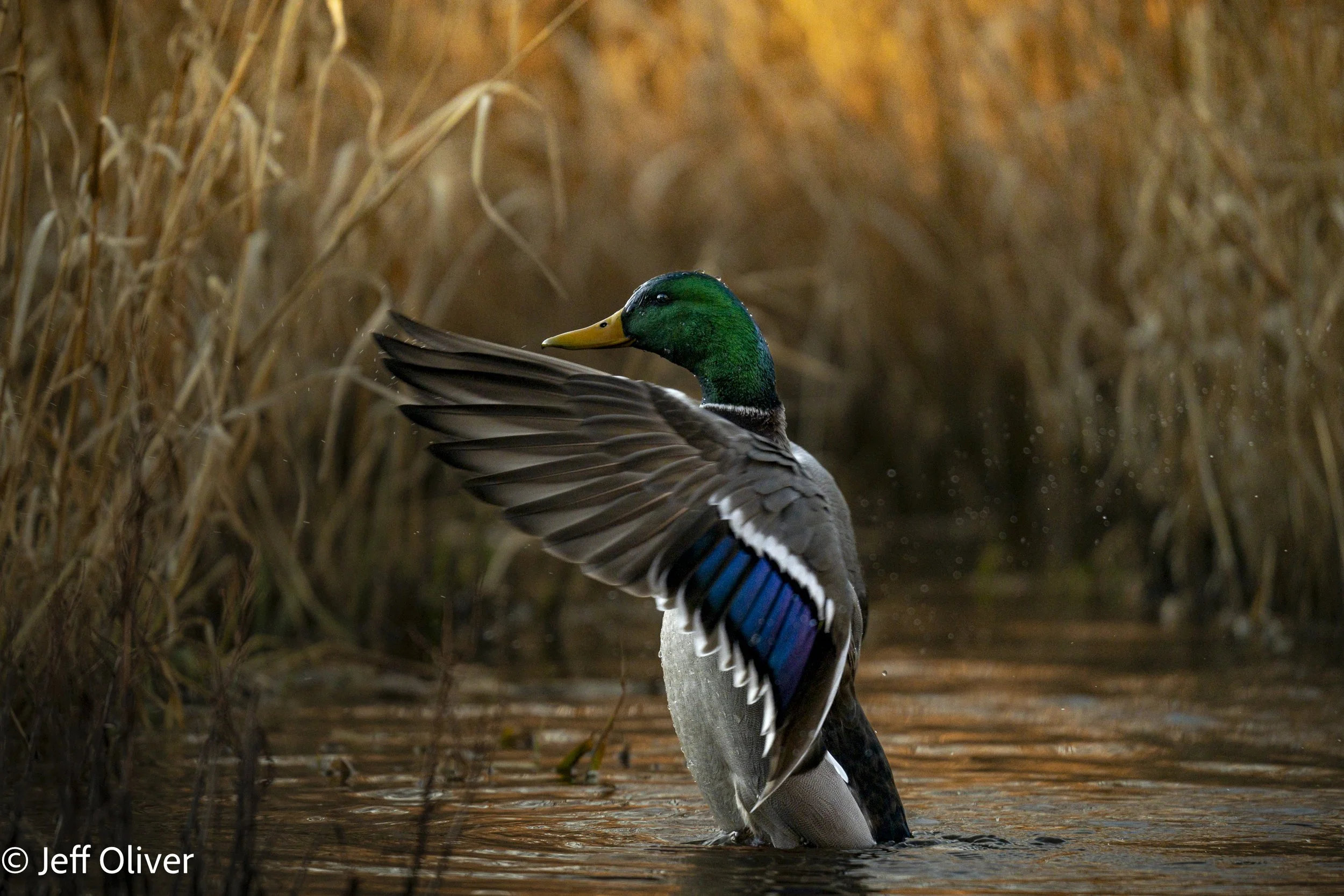 A7400016.jpg