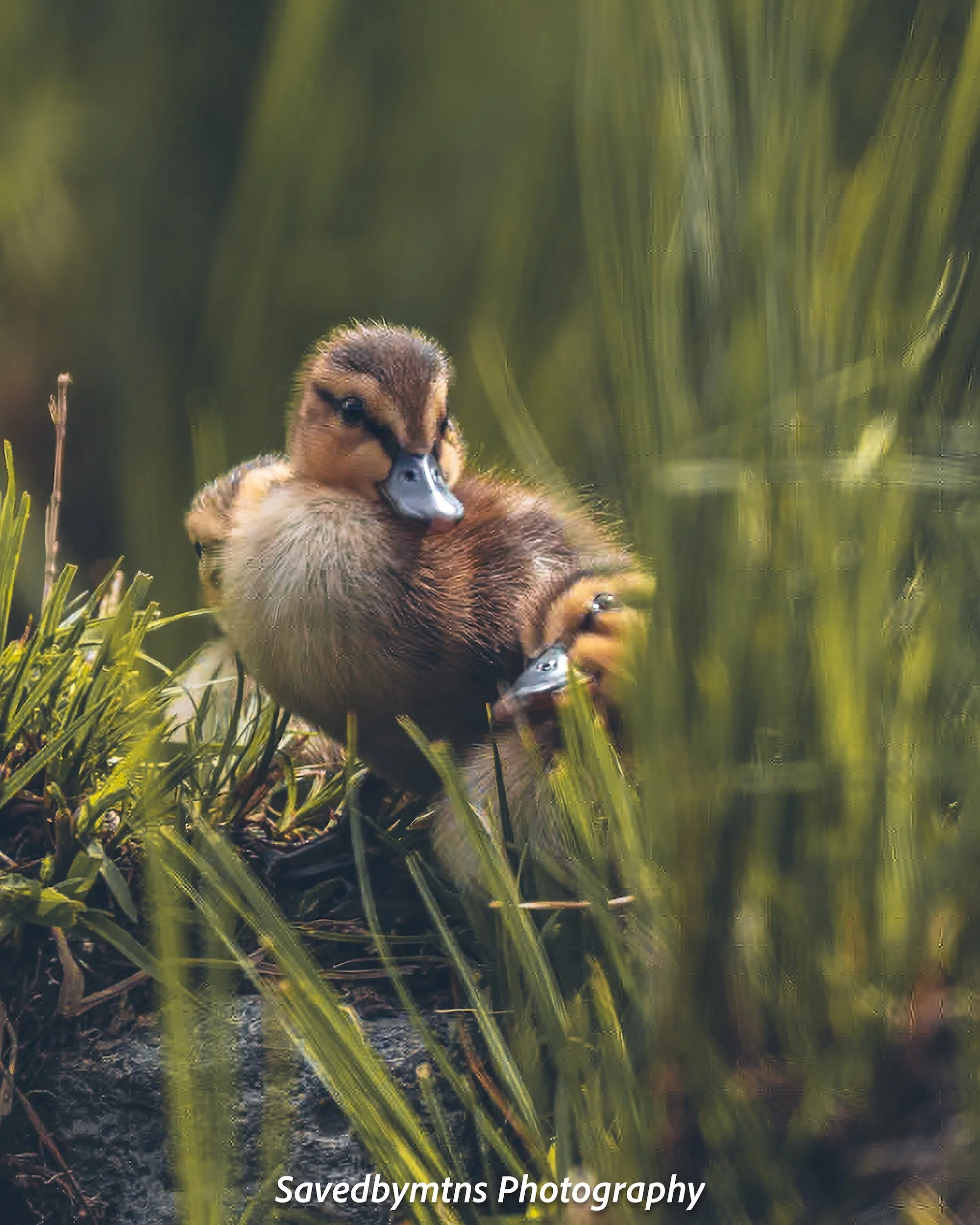 BABY DUCKS, OREGON
