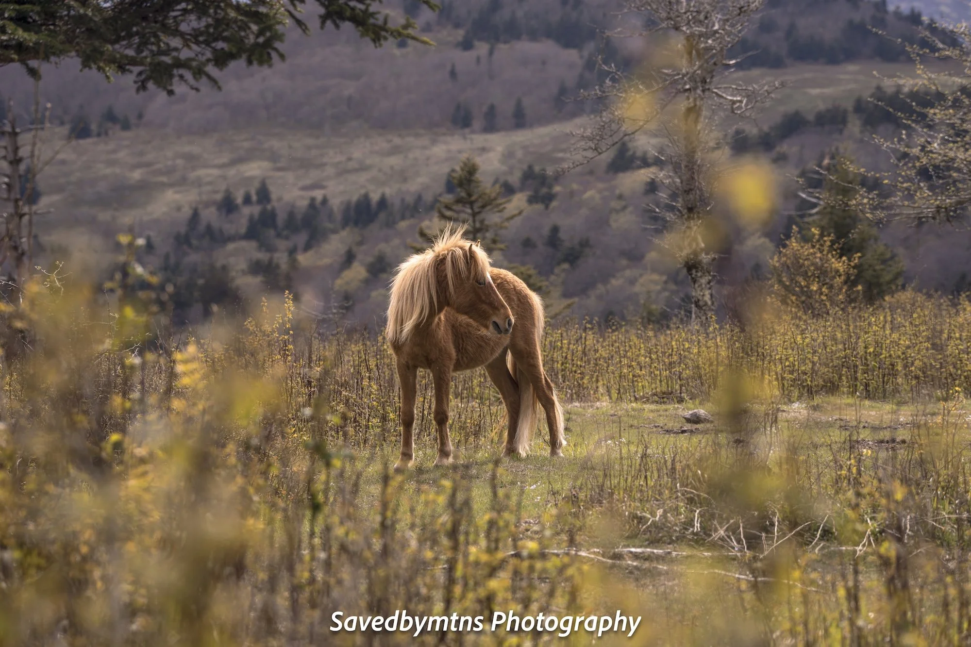 UNBRIDLED, VIRGINIA