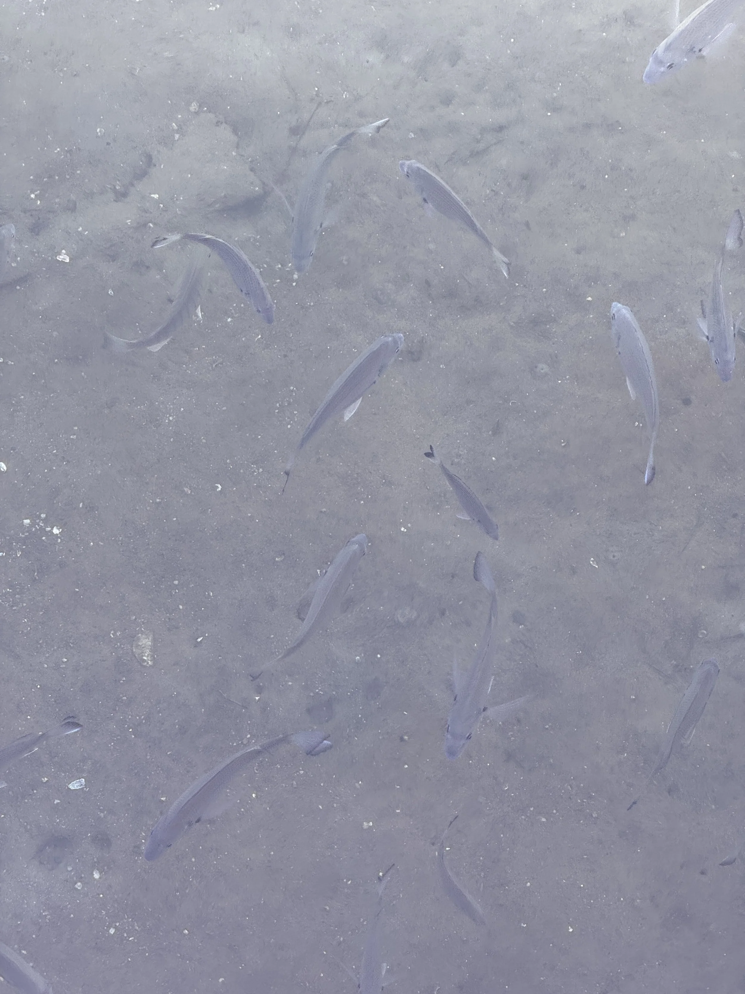 31st July 2026 - feint, shallow, abundant