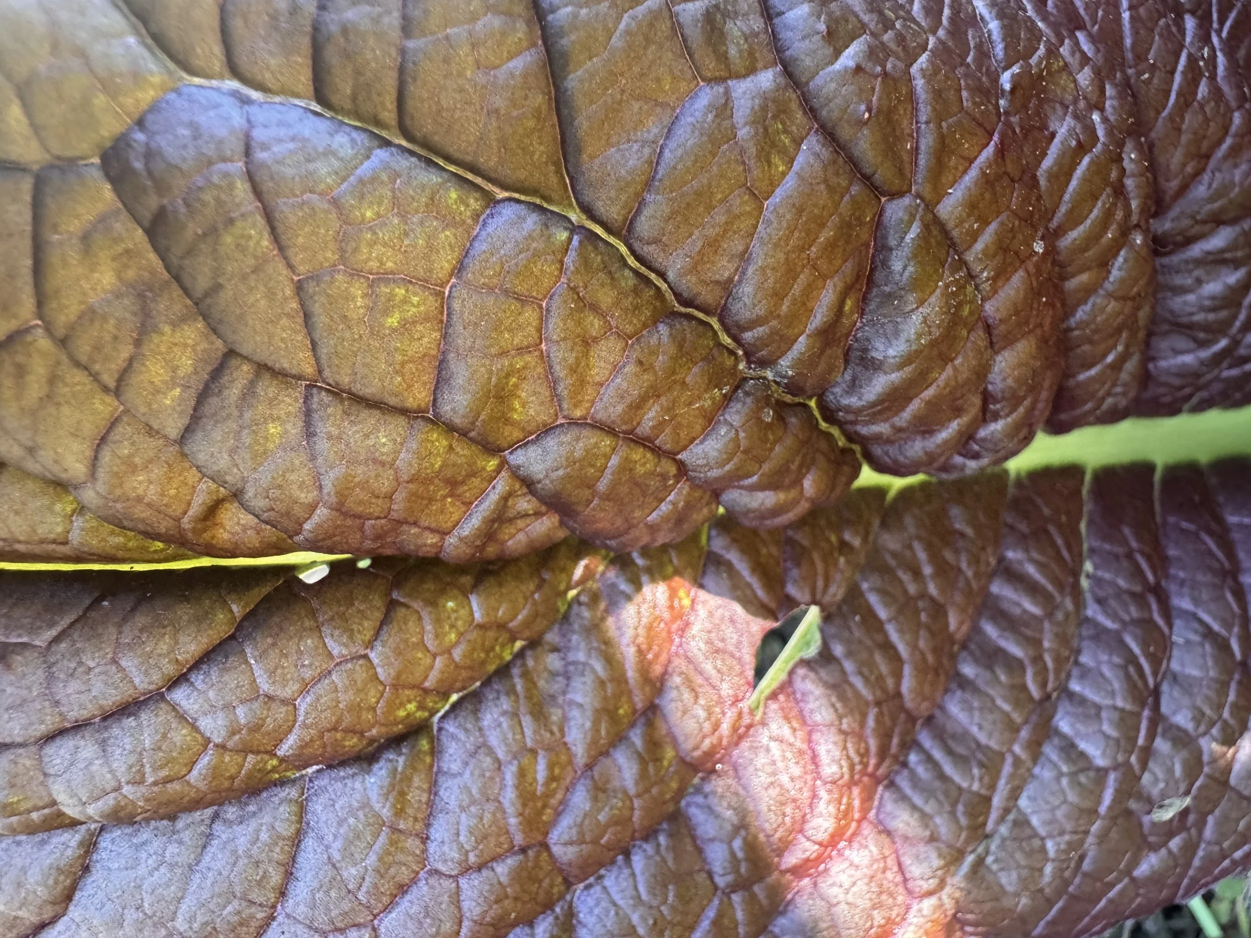 25th July 2026 - venous, connected, growing