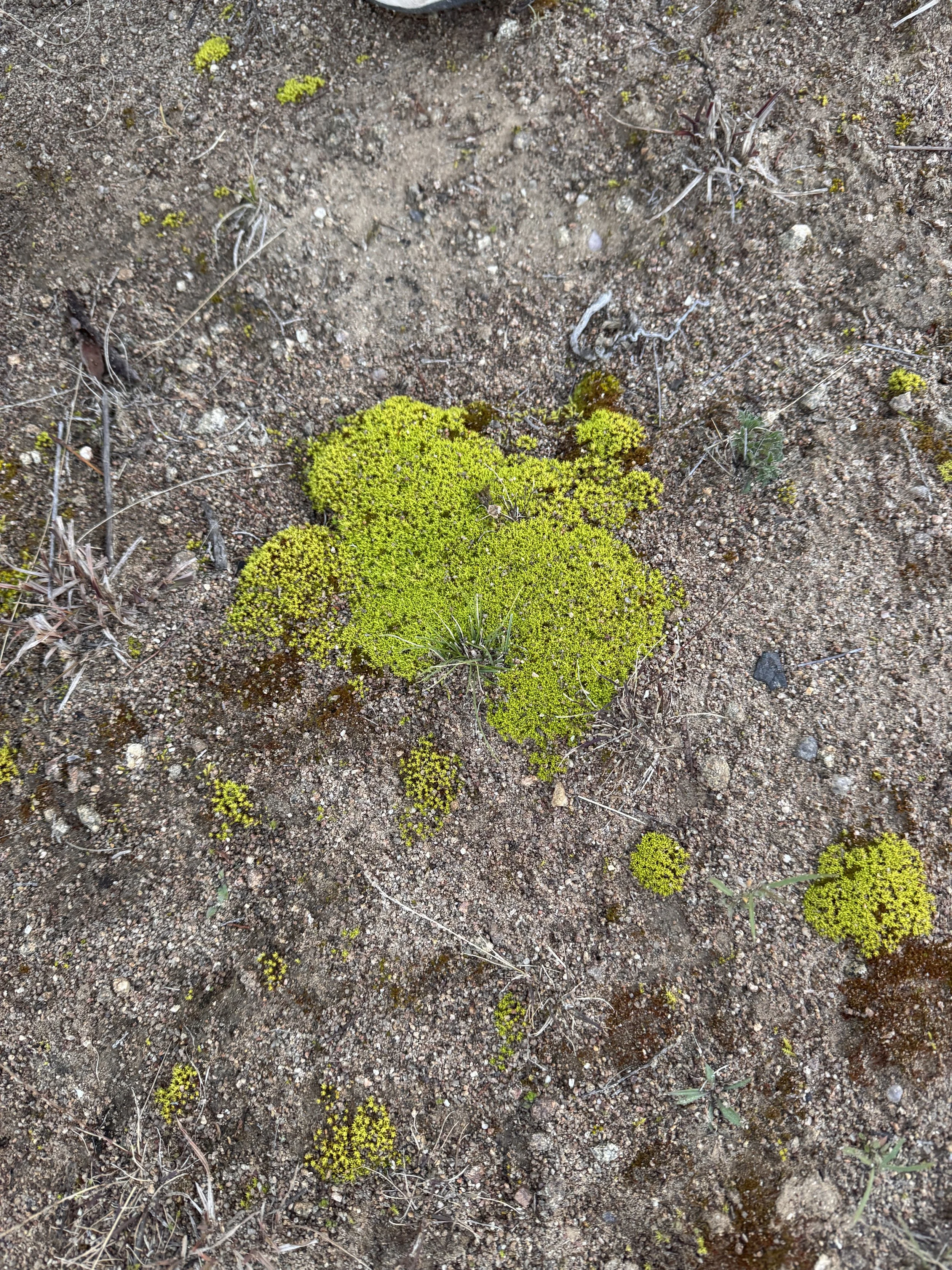 16th July 2026 - bright, spongy, surrounded by dirt 