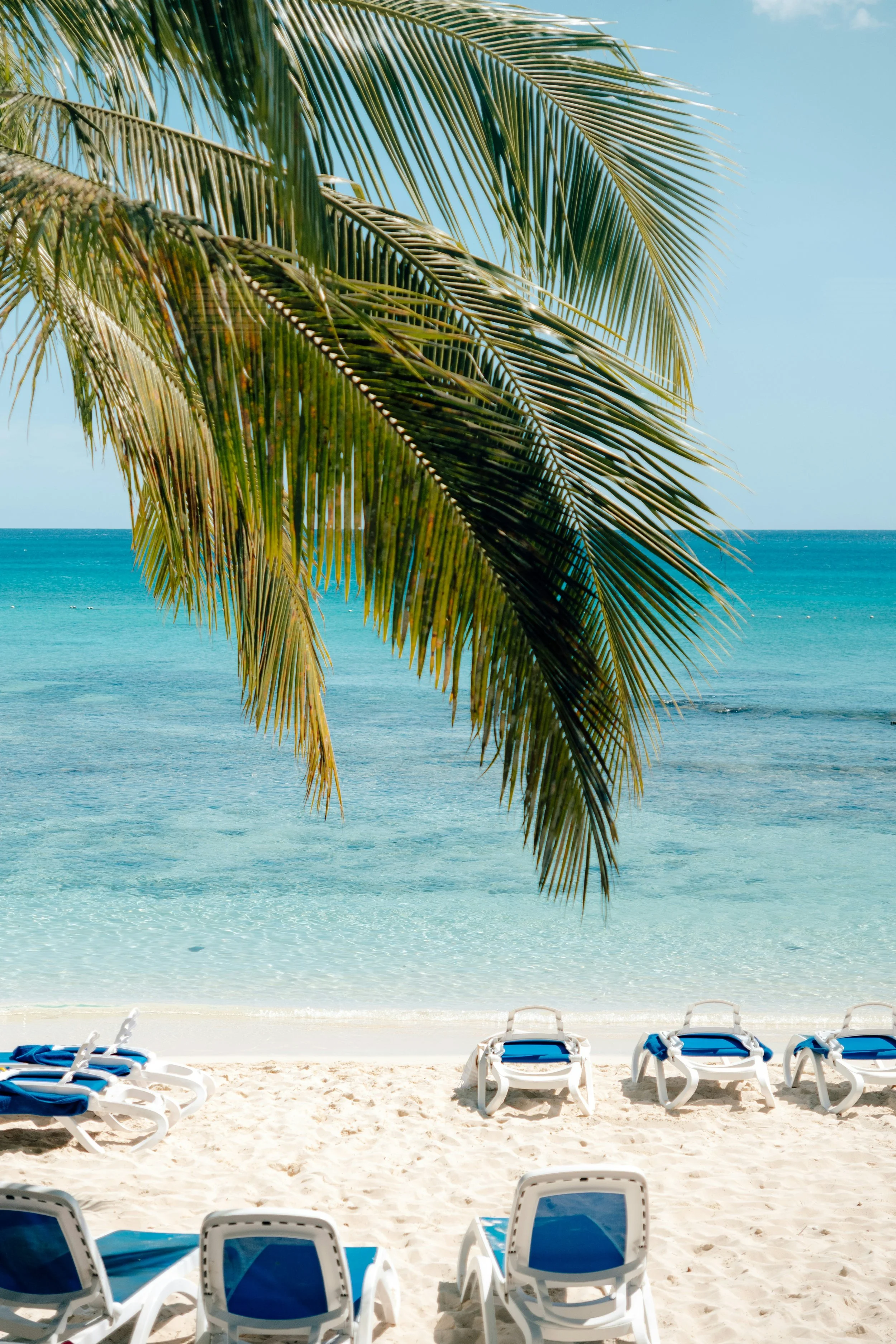 Beach scene with lounge chairs facing the ocean, a palm tree hanging over the beach, and clear blue water and sky.