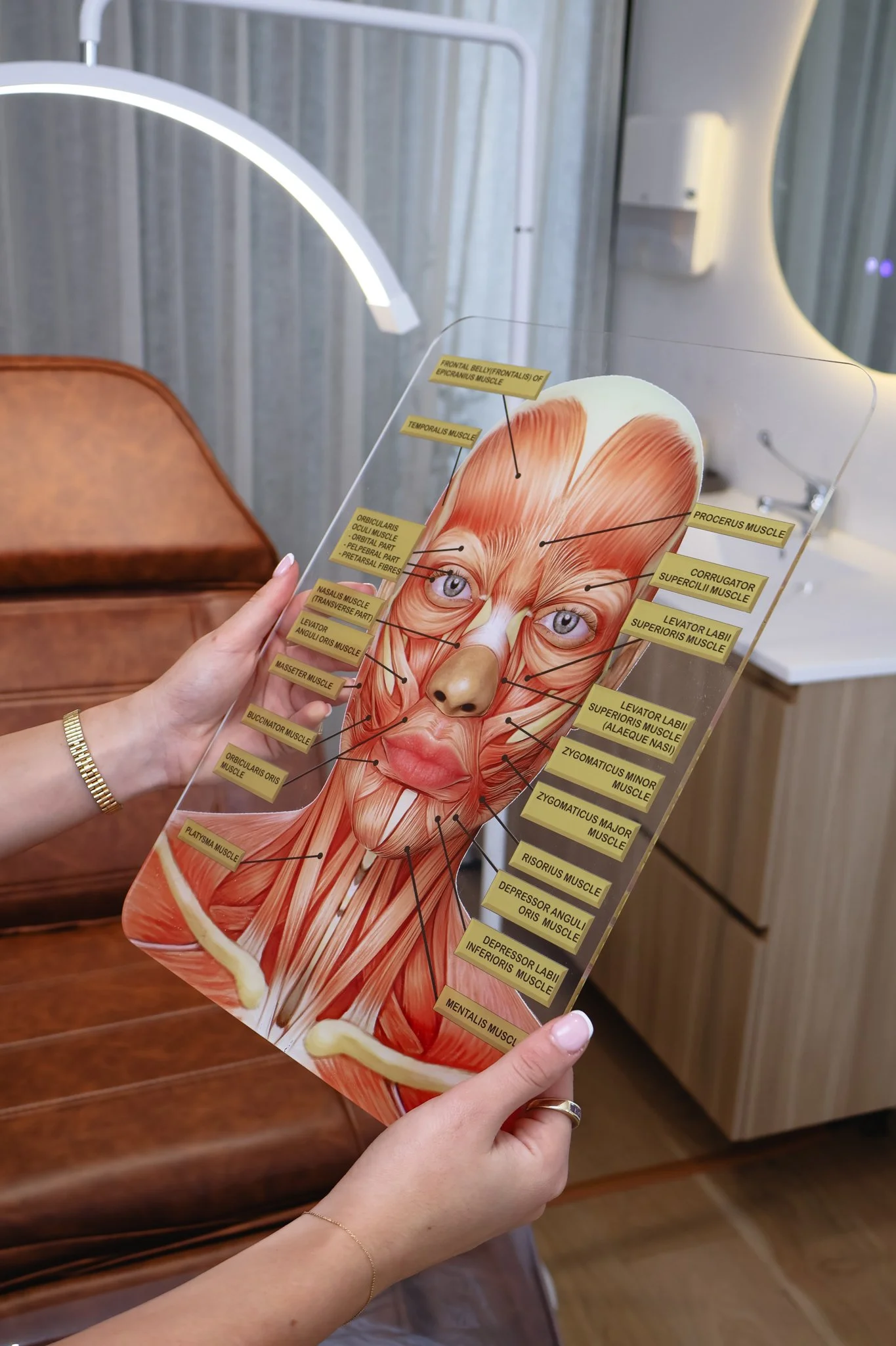 Hands holding a diagram of facial muscles with labels, in front of a medical or dental office setting.